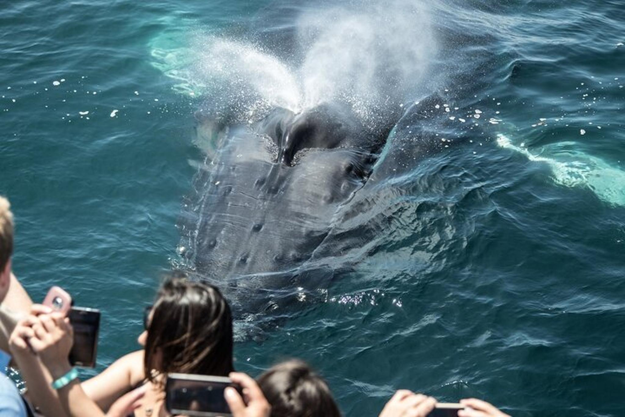 Newport Beach Whale Watching Tour - Image 6