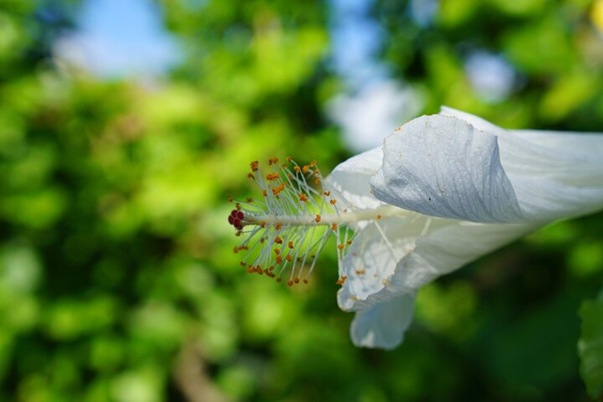 Maui Botanical Garden Experience - Image 2