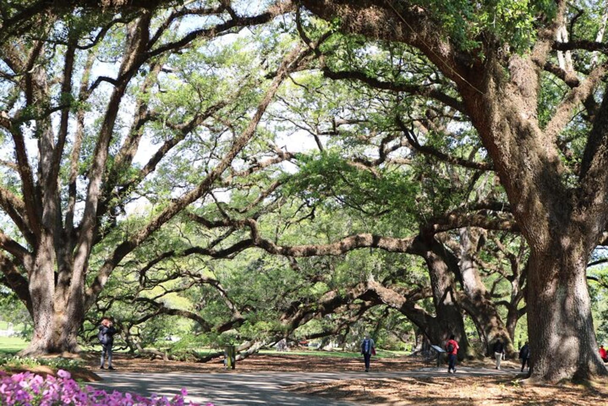 New Orleans Oak Alley Plantation Tour Half-Day - Image 2