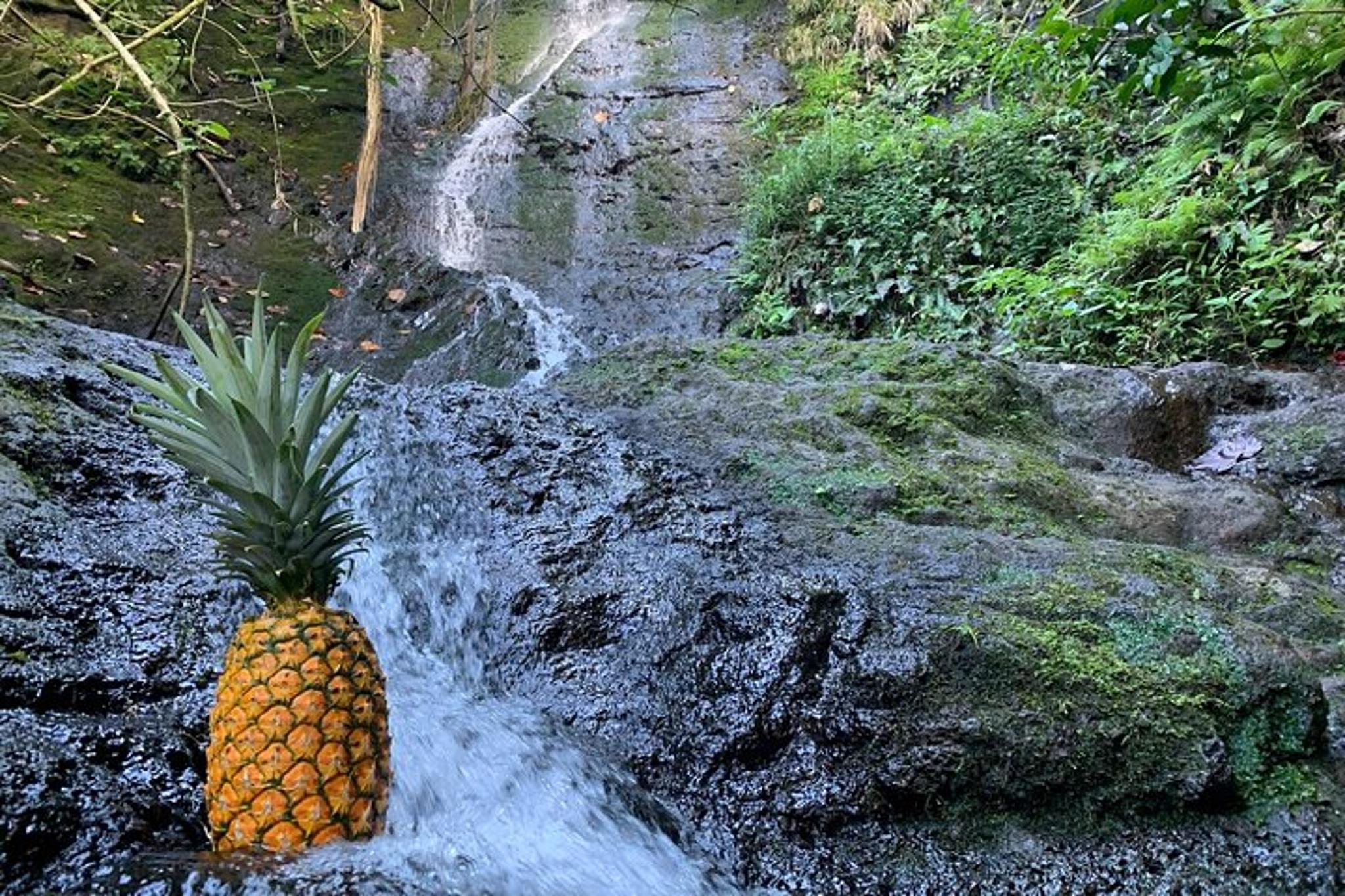 Nature Hike to Waterfall - Image 5