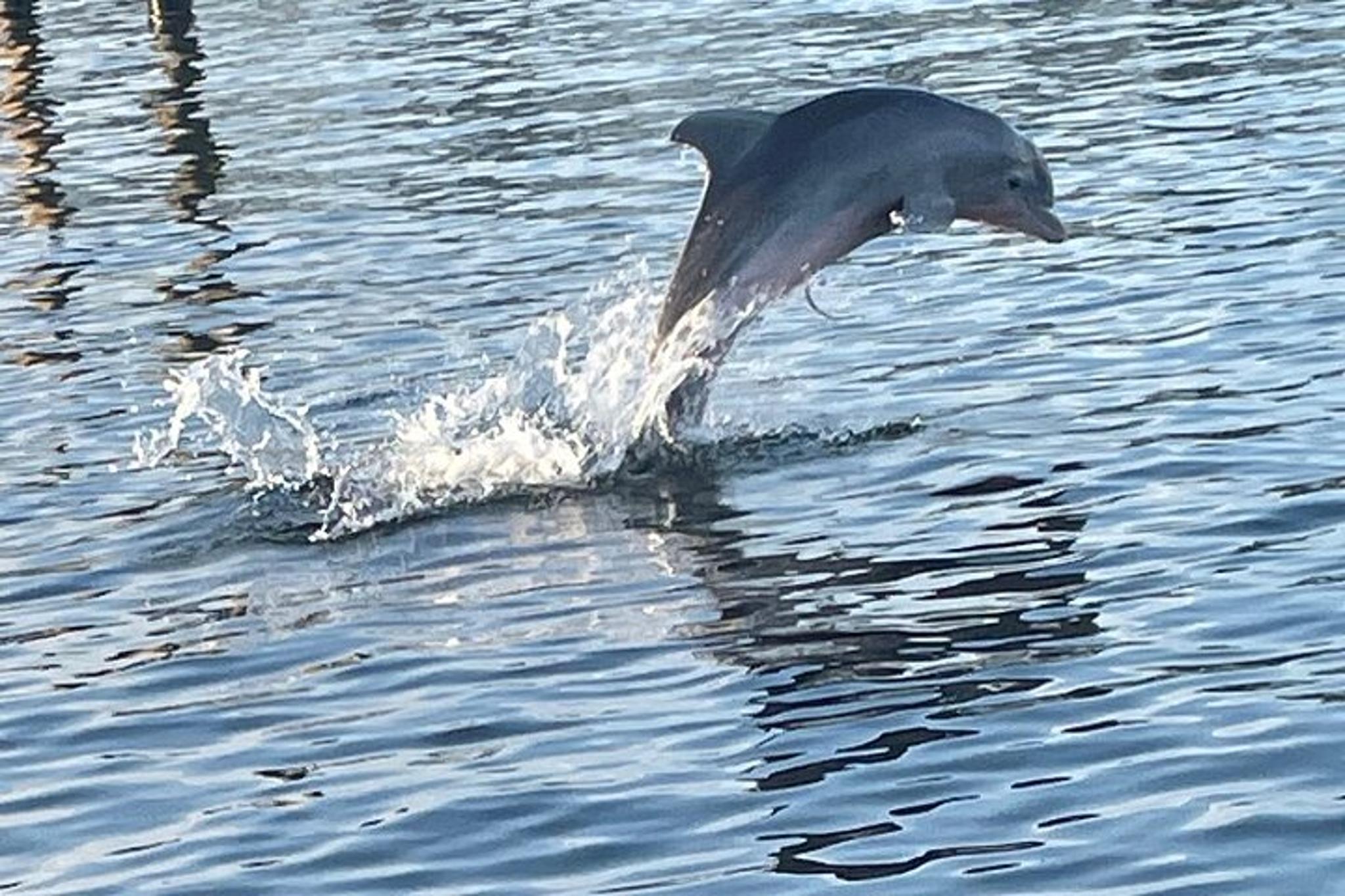 Orange Beach Dolphin Tour at Sunset 90 min - Image 3