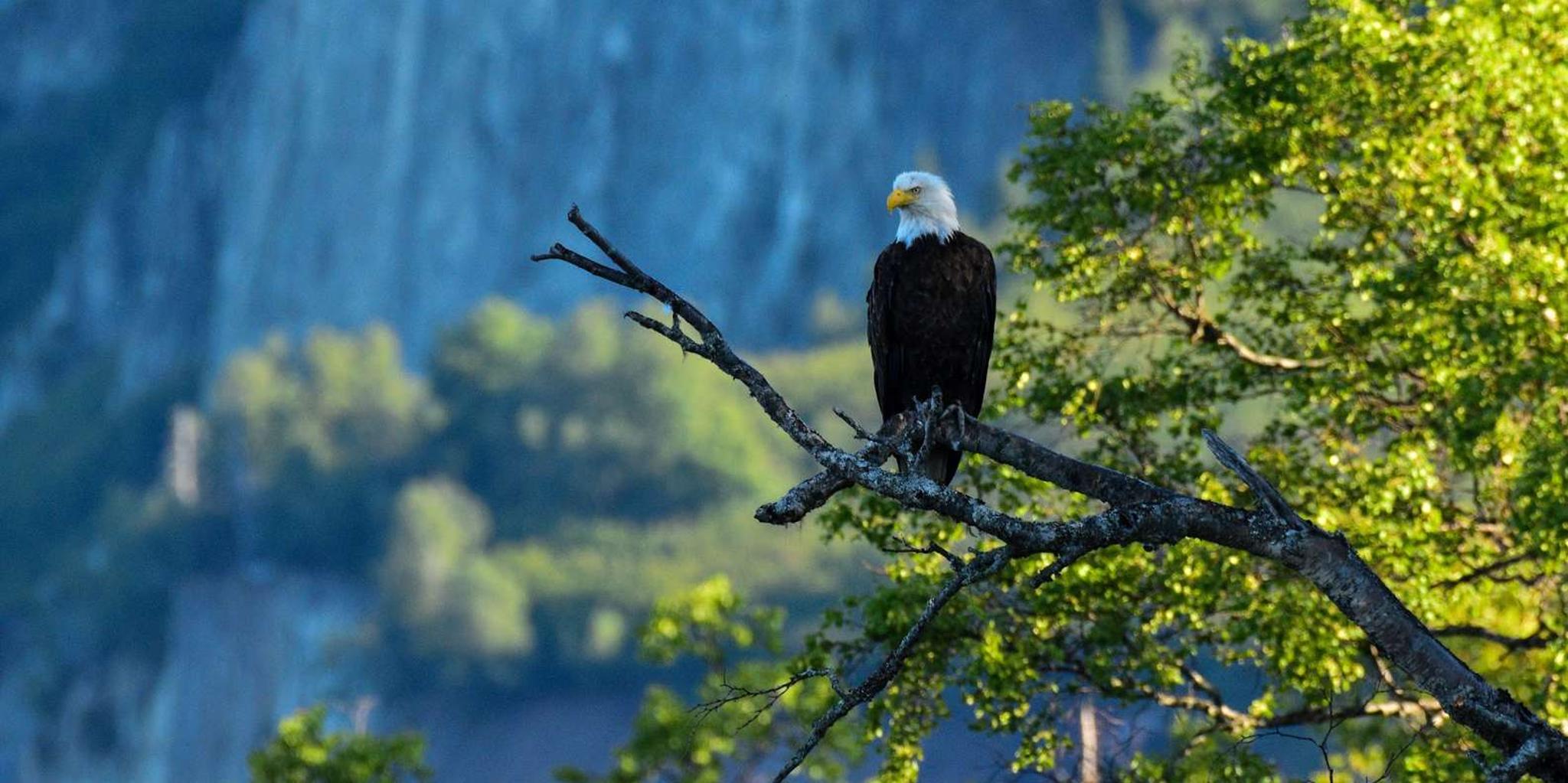 Seward Wilderness Hiking Tour - Image 2