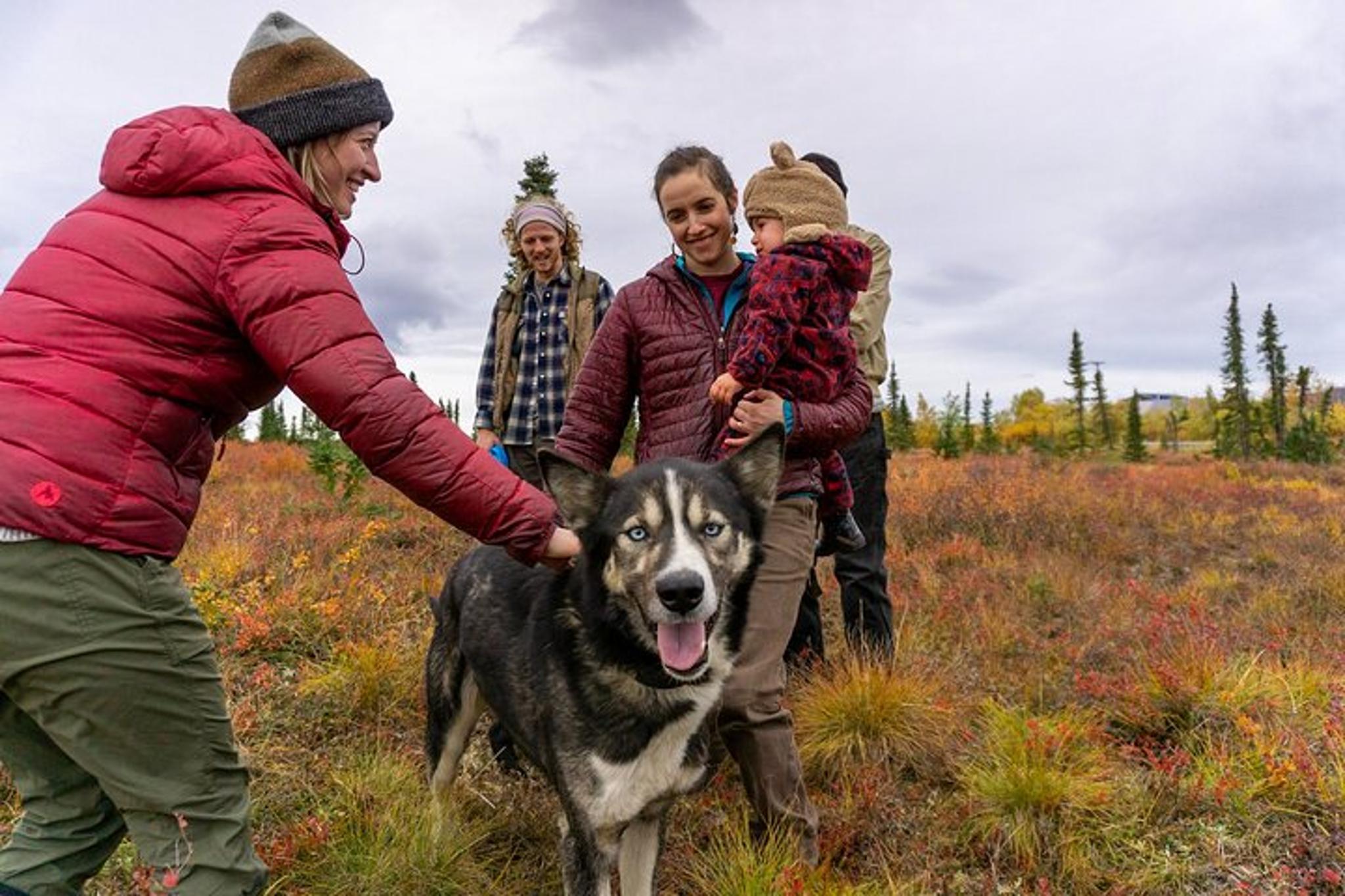 Denali Tundra Walk with Sled Dogs 1 hr - Image 4
