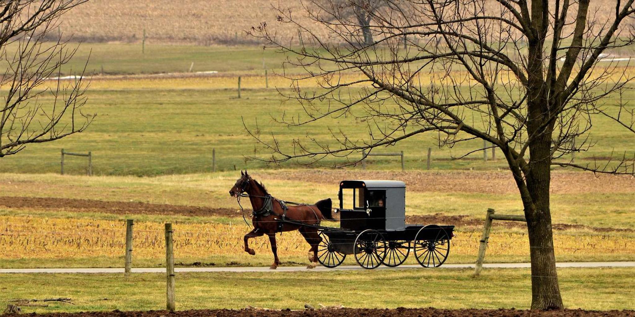 Lancaster Amish Farmlands Tour - Image 6