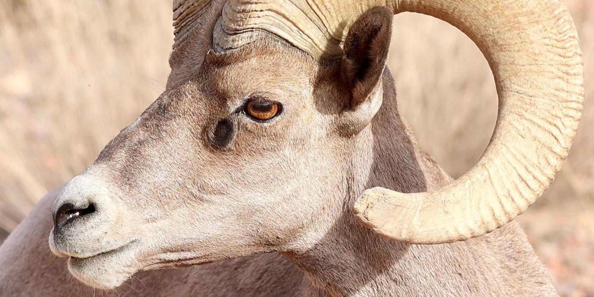 Las Vegas Valley of Fire Tour at Sunset - Image 3