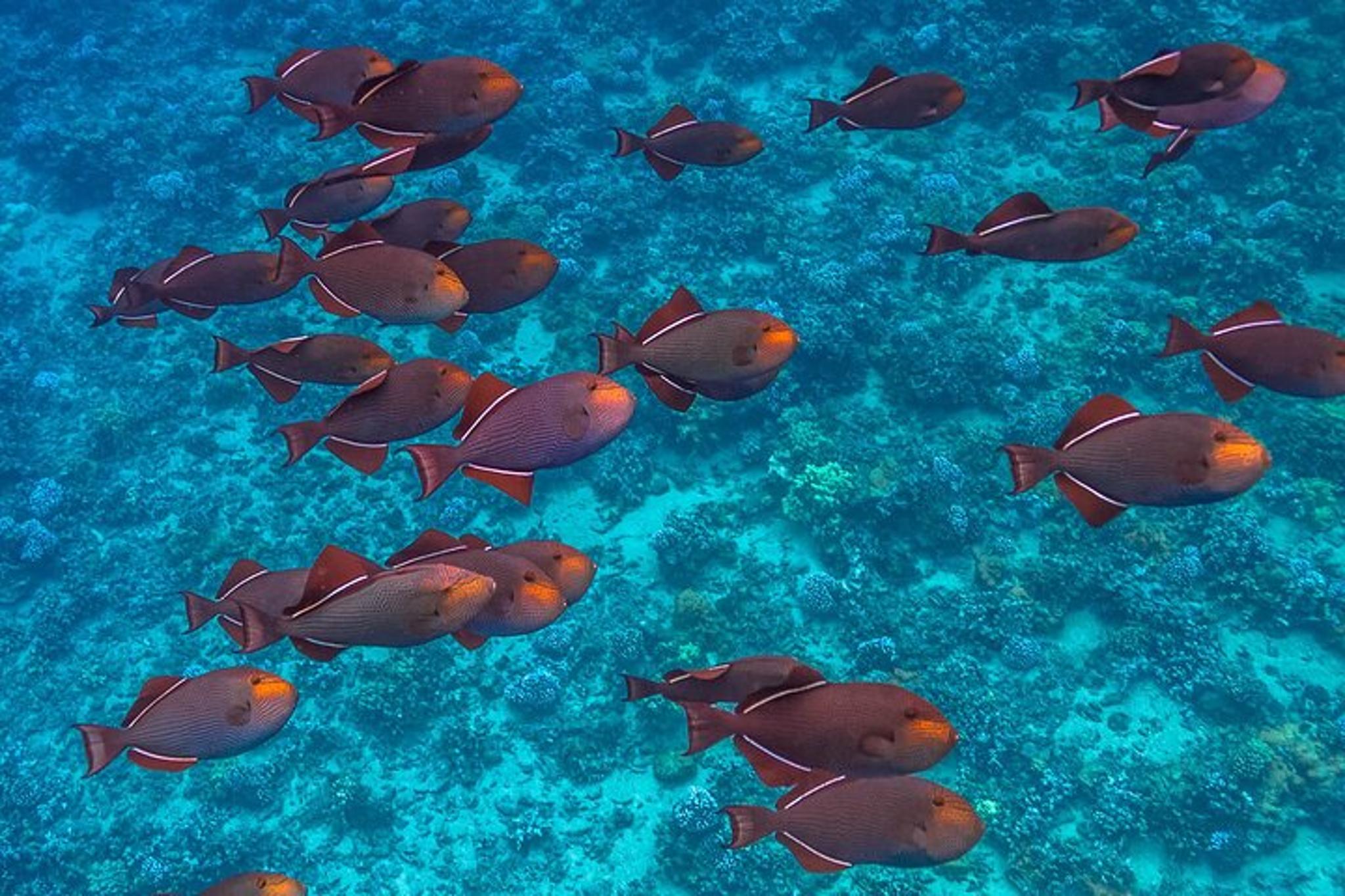 Maui Turtle Reef Snorkel - Image 5