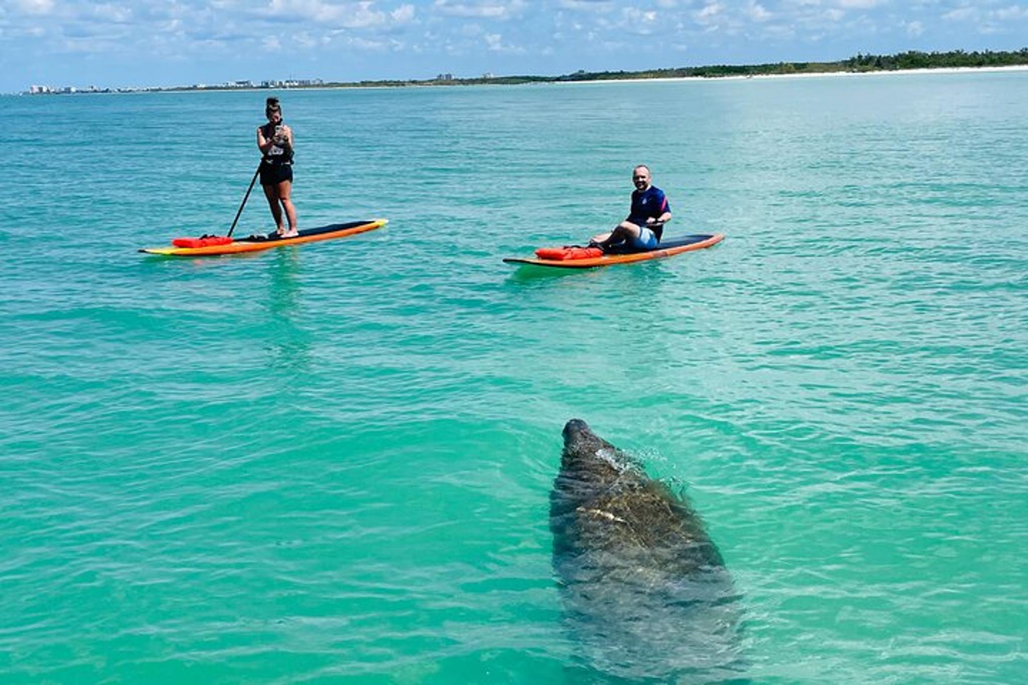 Fort Myers Dolphin and Manatee Adventure Tour 2 hr - Image 3