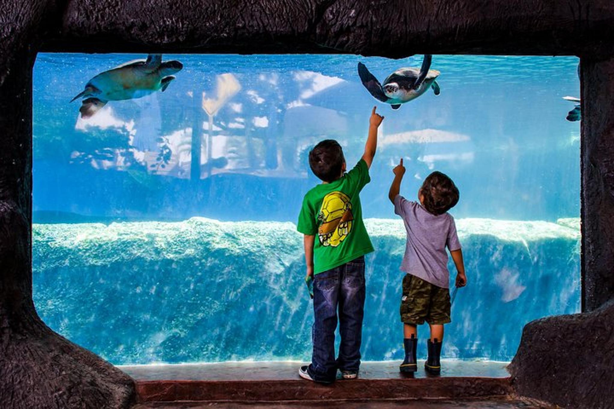 Maui Ocean Center Admission Ticket - Image 6