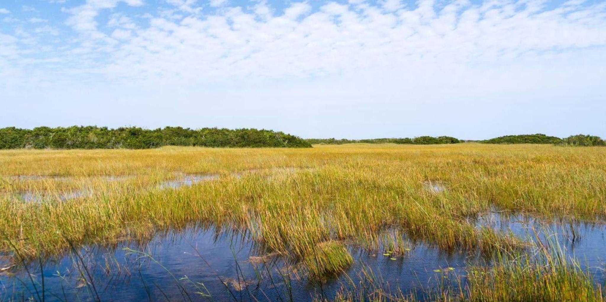 Miami Everglades Private Tour 4 hr - Image 3