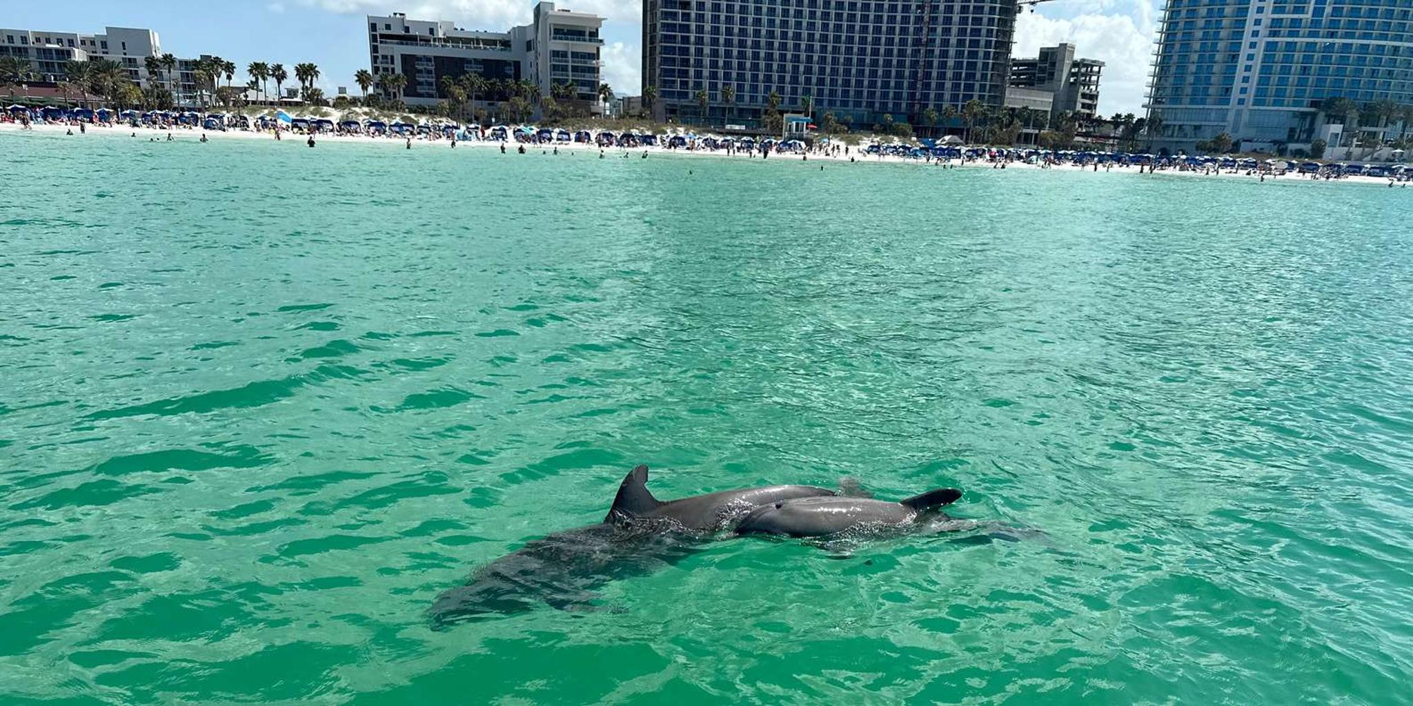 Clearwater Beach Dolphin and Island Sandbar Cruise - Image 2