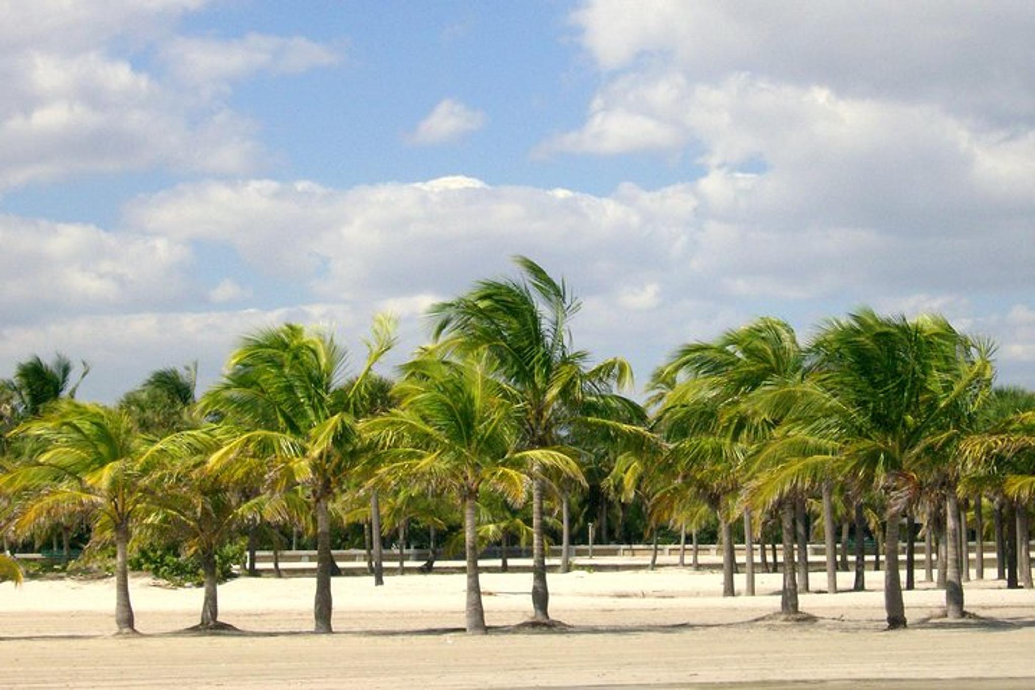 Miami City Tour from Airport with Private Driver - Image 4