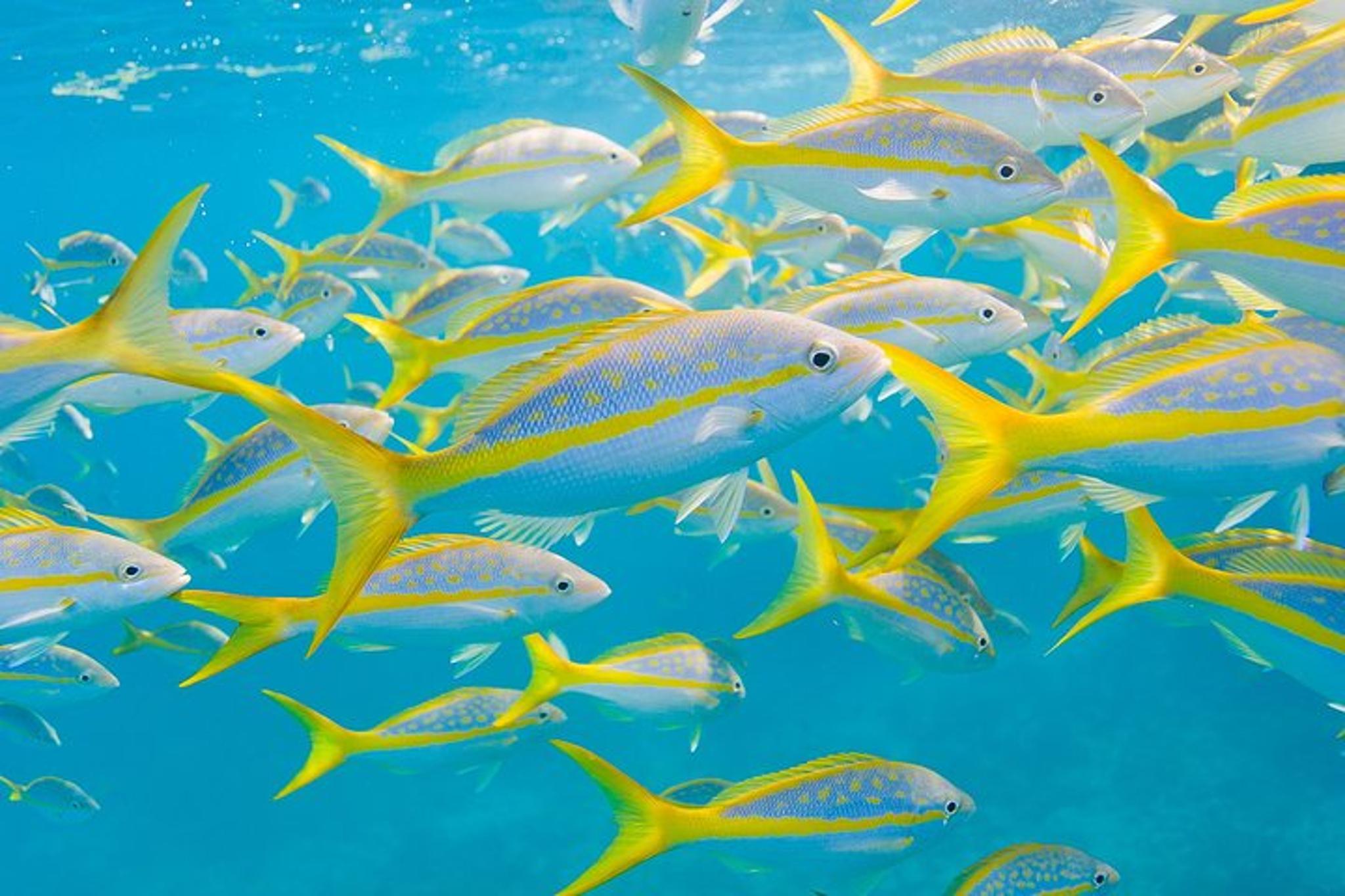 Key Largo Snorkeling Tour - Image 4