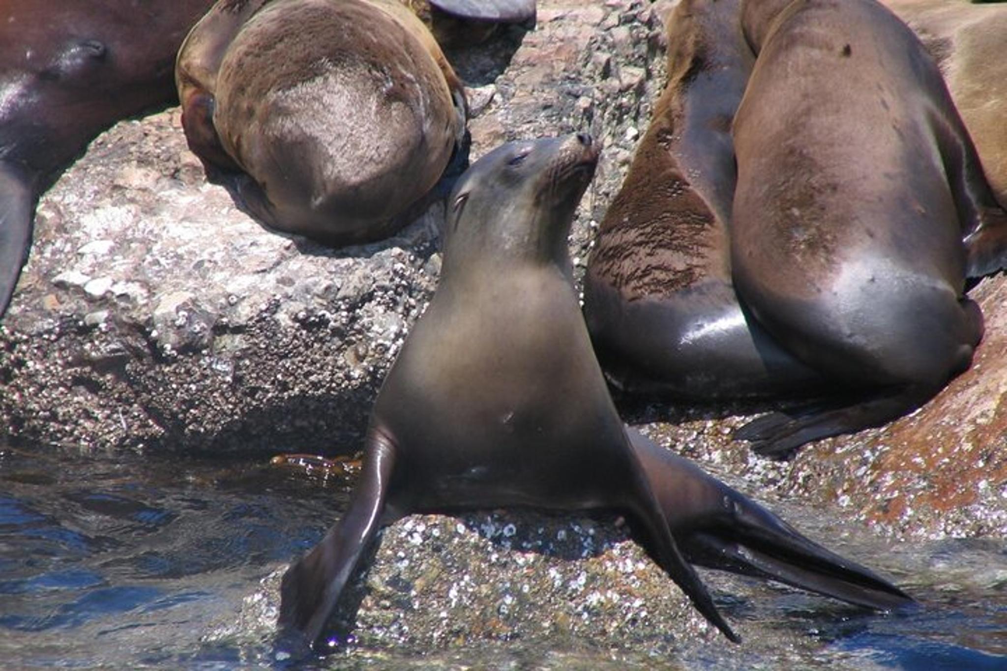 Monterey Whale Watching Tour - Image 6