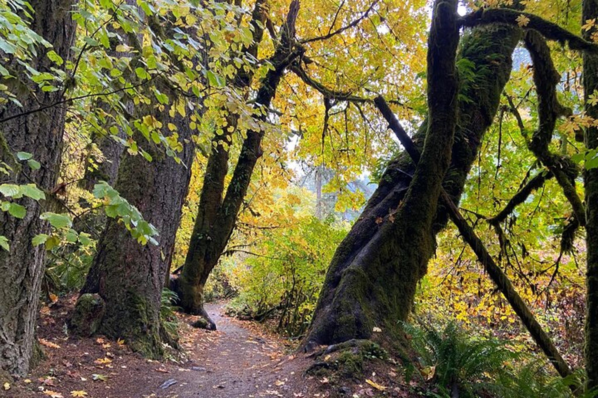 Portland Waterfall Hiking Tour - Image 3