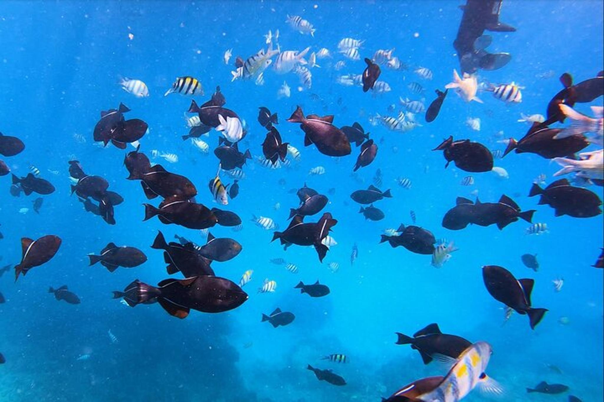 Waikiki Snorkel Tour at Turtle Canyon 2 hr - Image 4