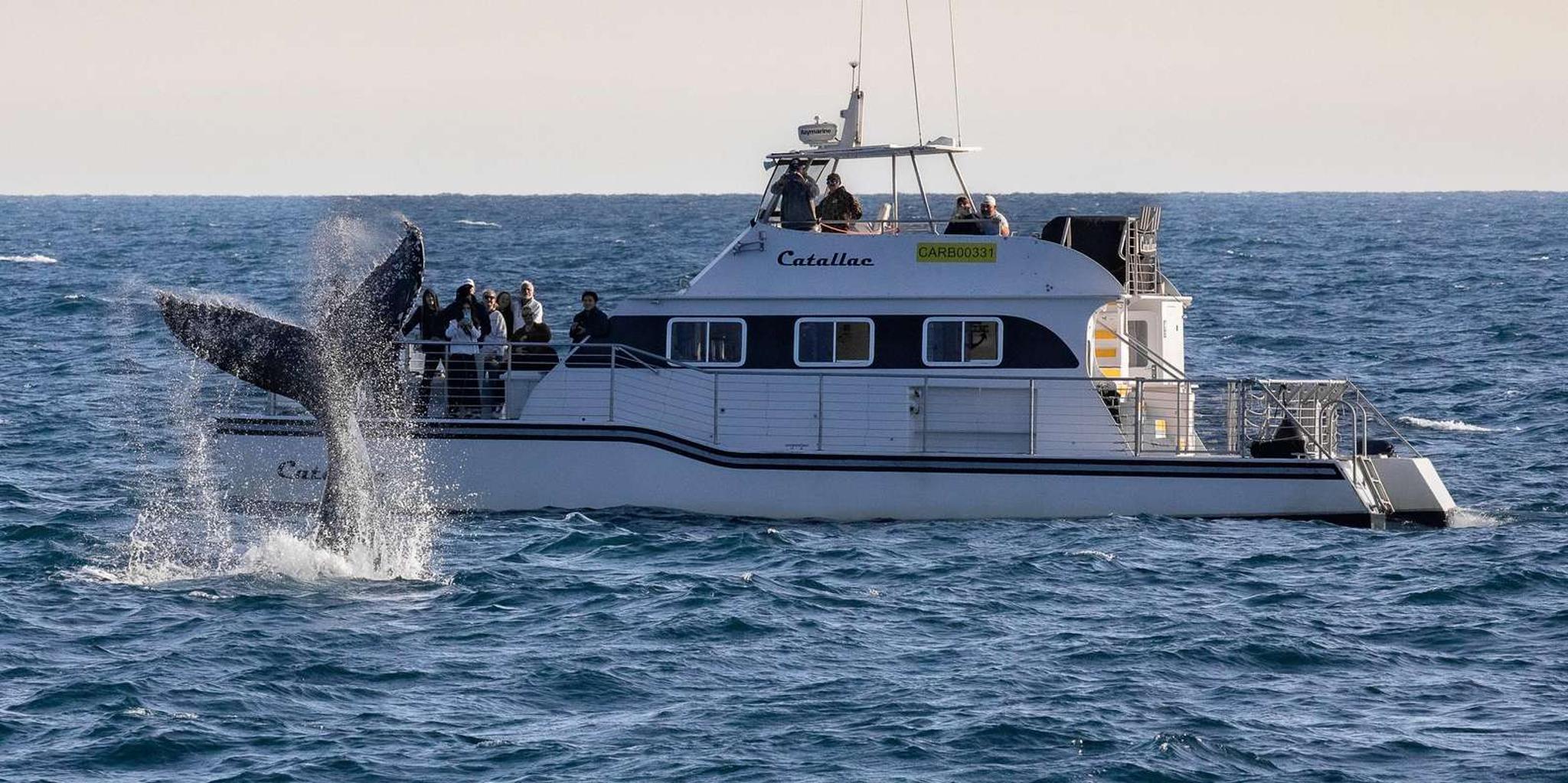 Newport Beach Whale Watching Catamaran Cruise