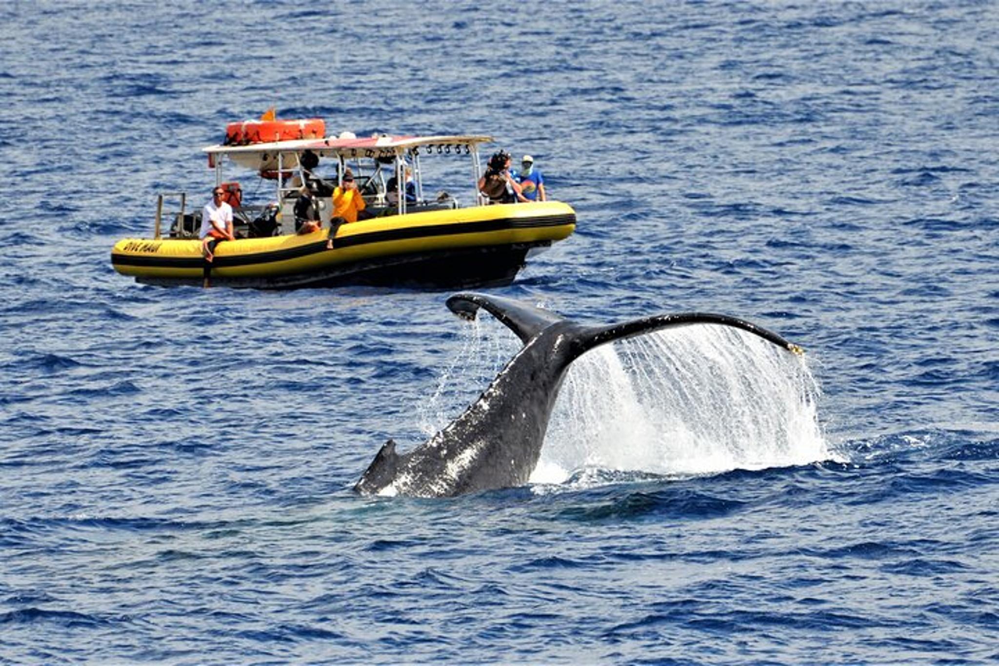 Lahaina Whale Watching Raft Tour 2 hr