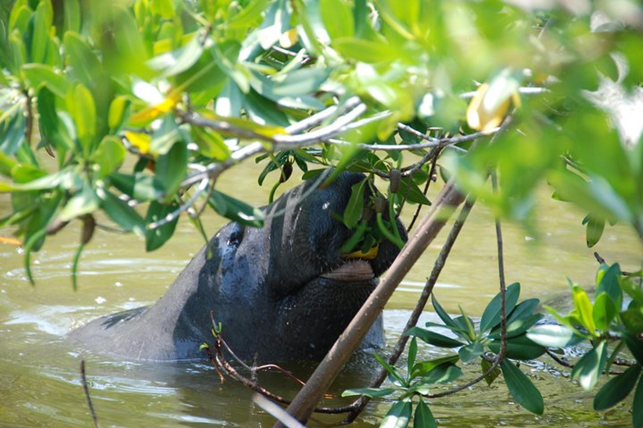 Naples Eco Boat Tour with Island Stop 2 hr 45 min - Image 3