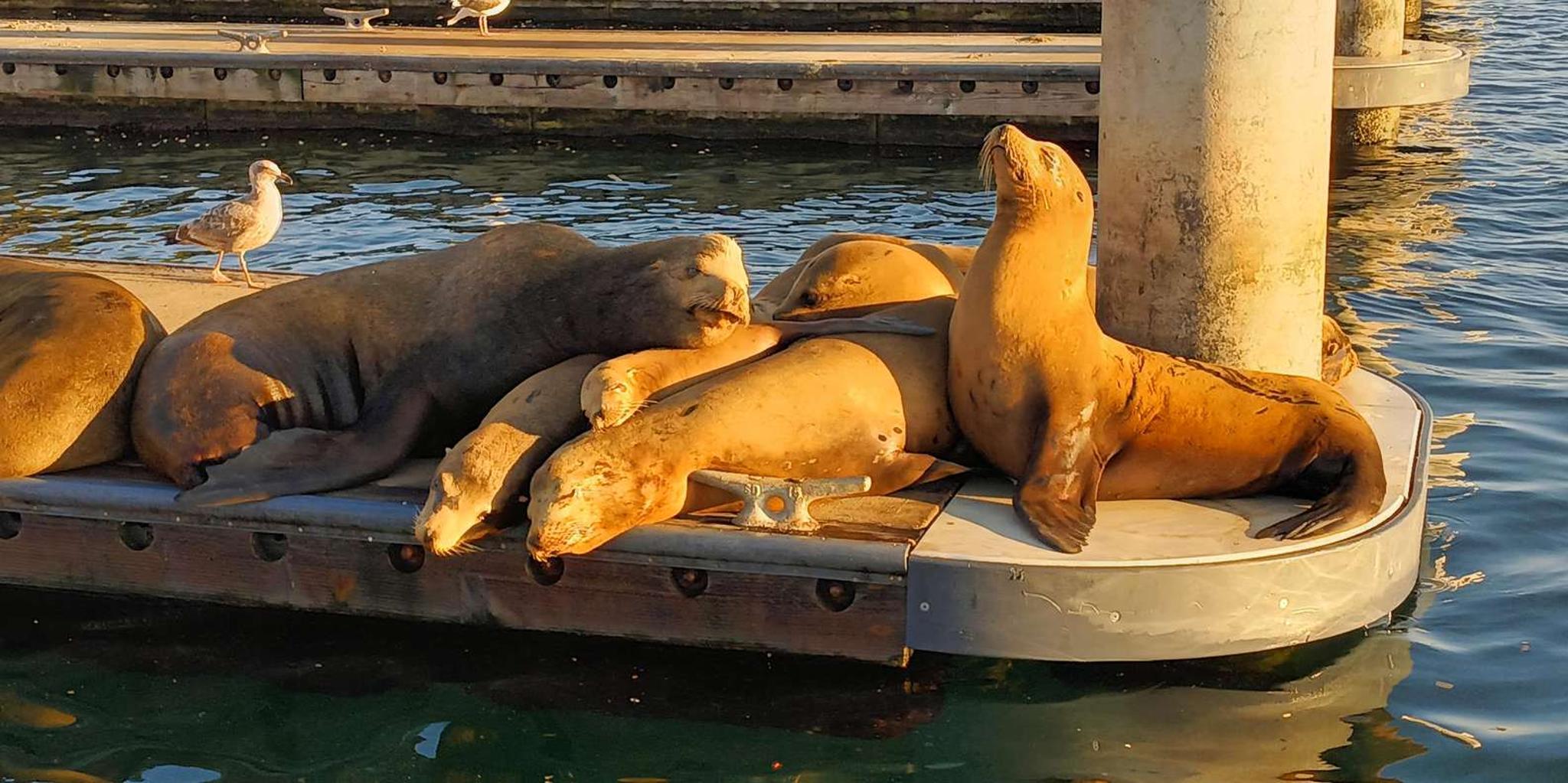 Marina del Rey Boat Cruise with Wine and Cheese - Image 3