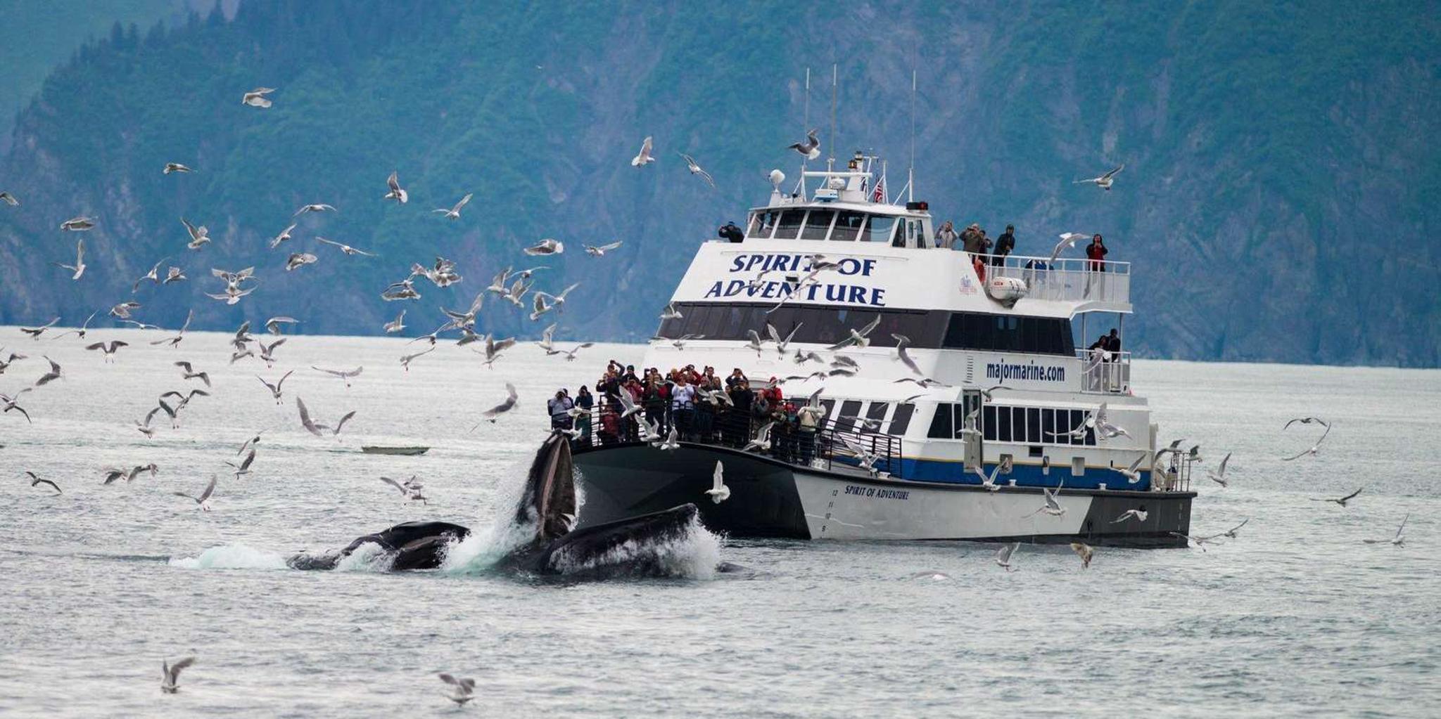 Seward Kenai Fjords National Park Glacier Cruise - Image 3