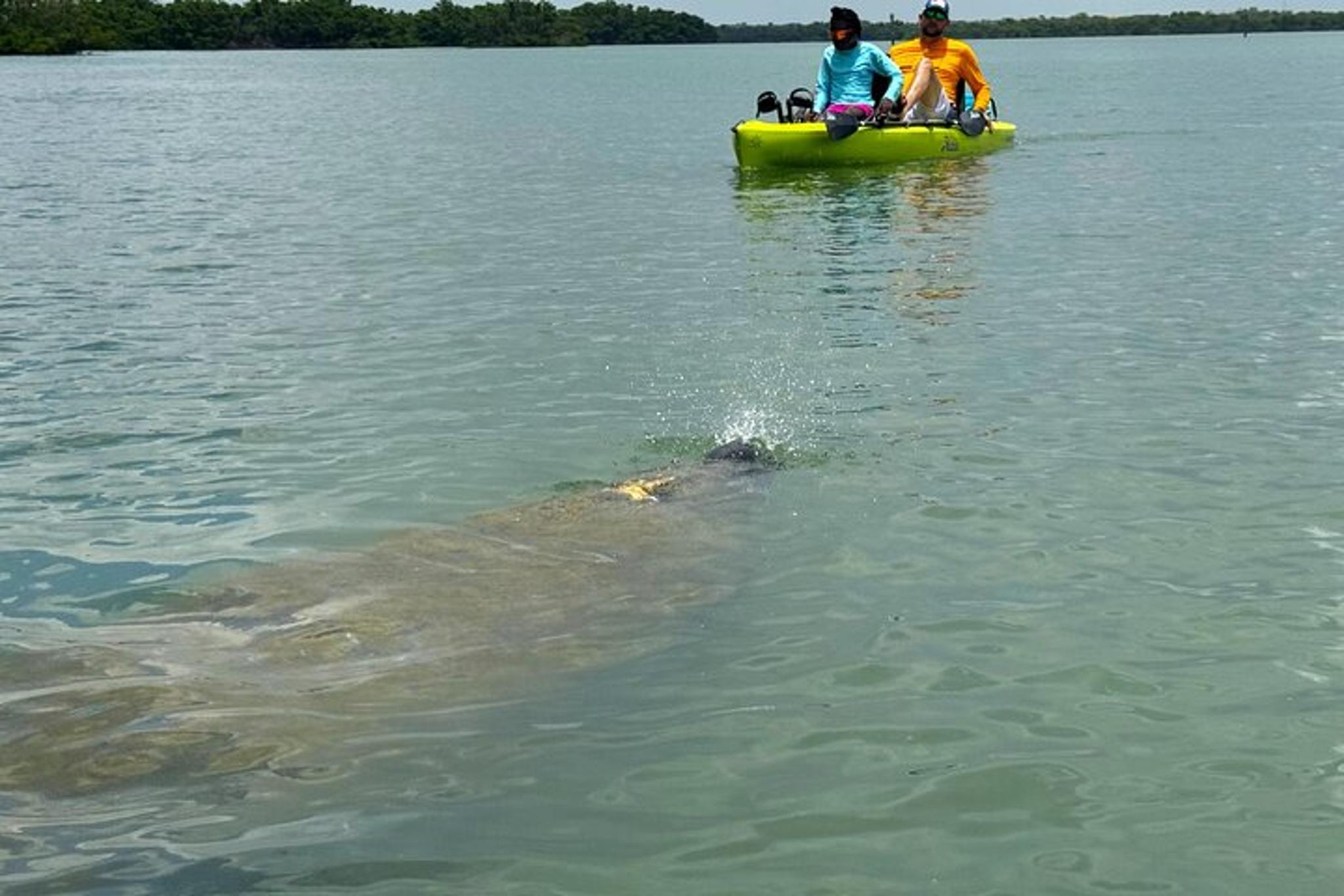 Bonita Springs Kayak EcoTour - Image 3