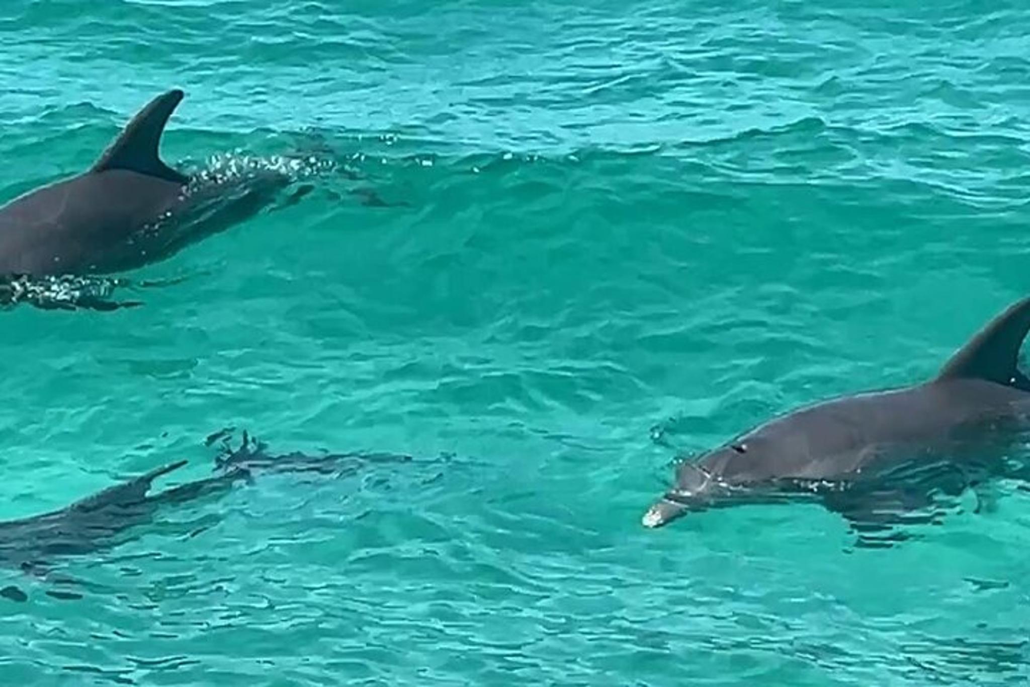 Florida Dolphin Tour - Image 6
