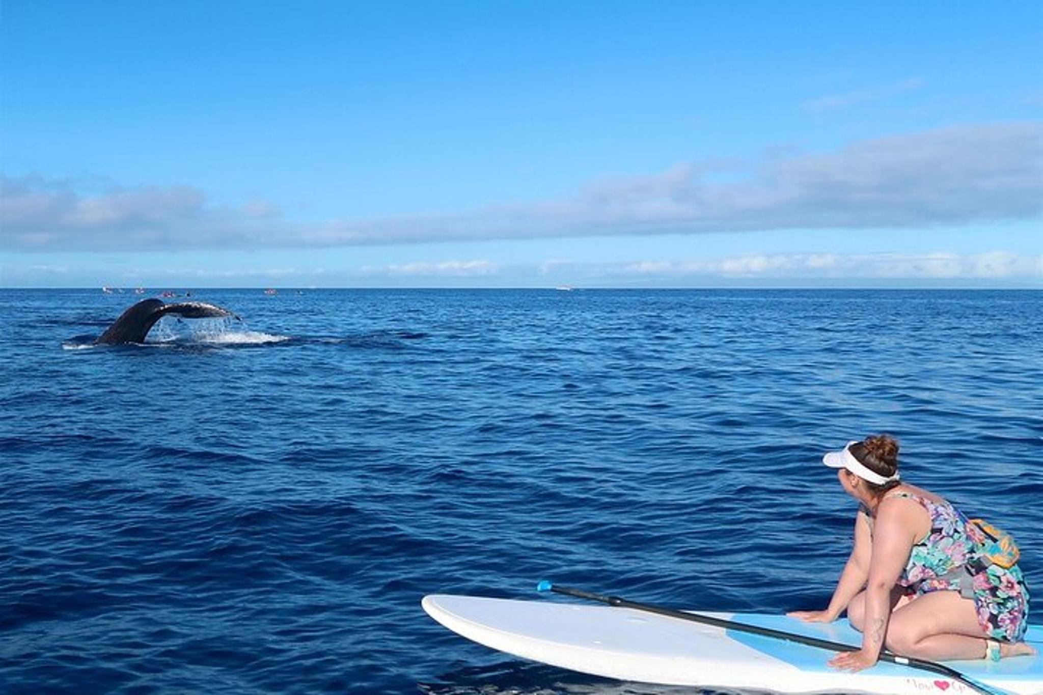 Maui Paddleboard Whale Watch - Image 6