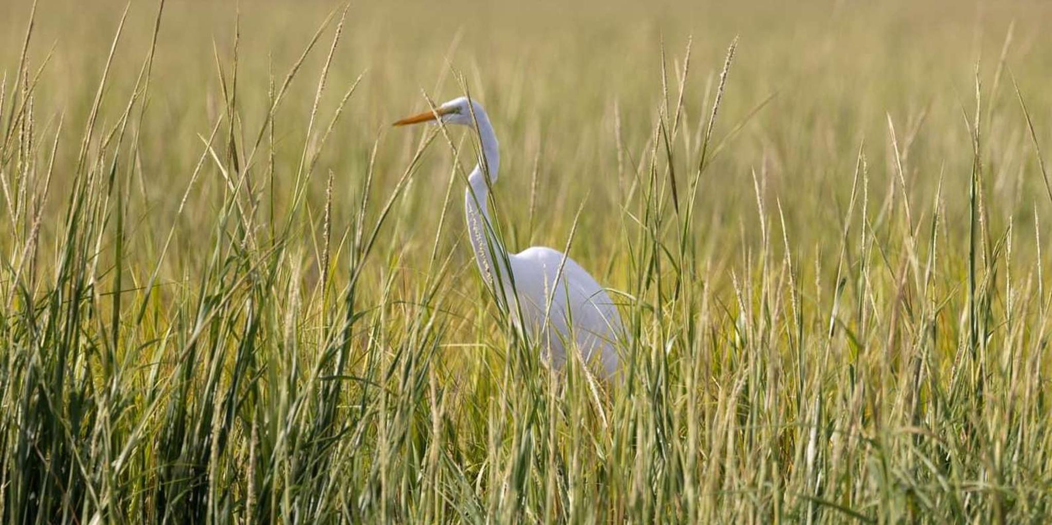 Hilton Head Private Dolphin Tour - Image 3