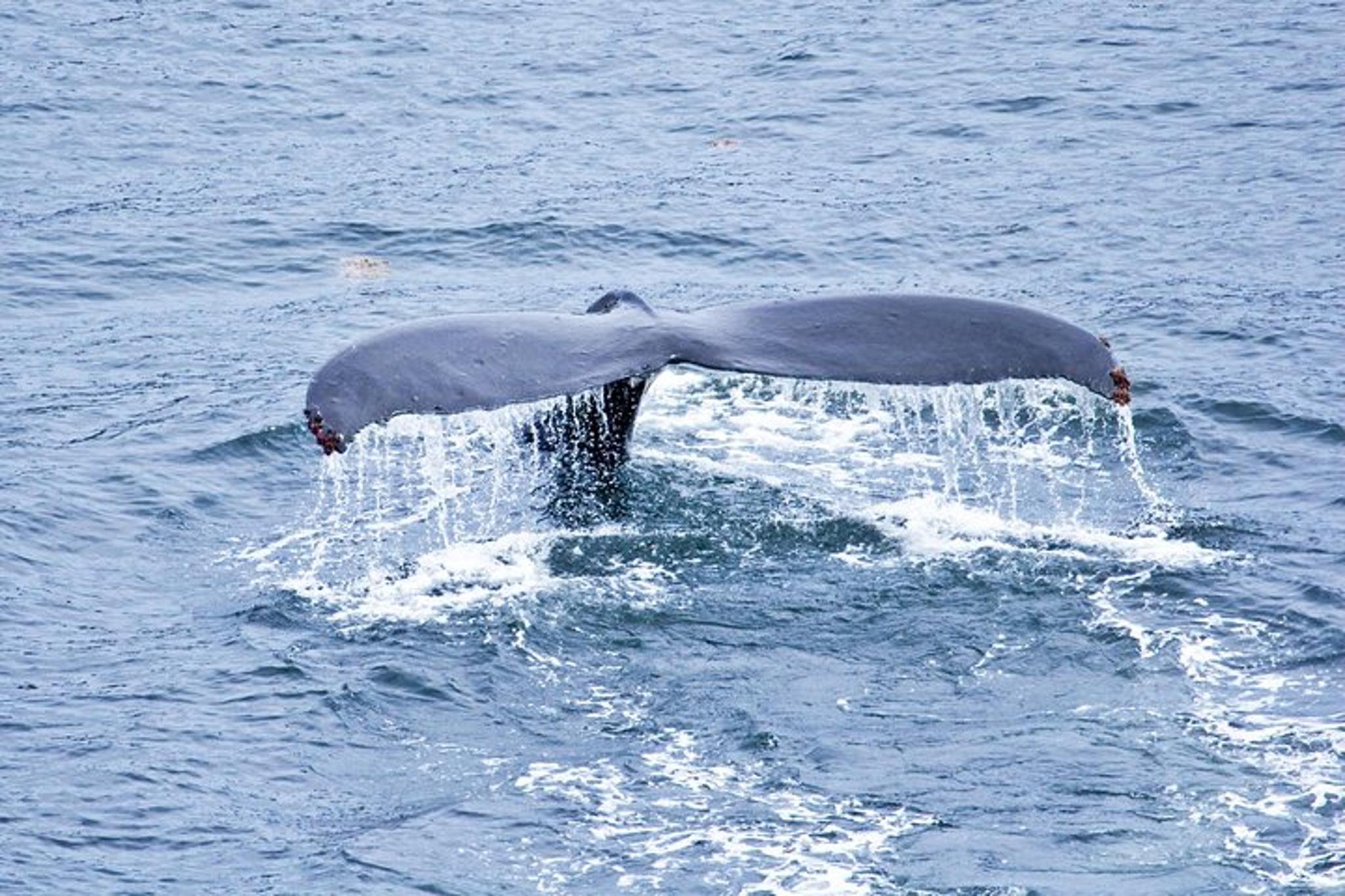 Icy Strait Whale Watching Tour - Image 1