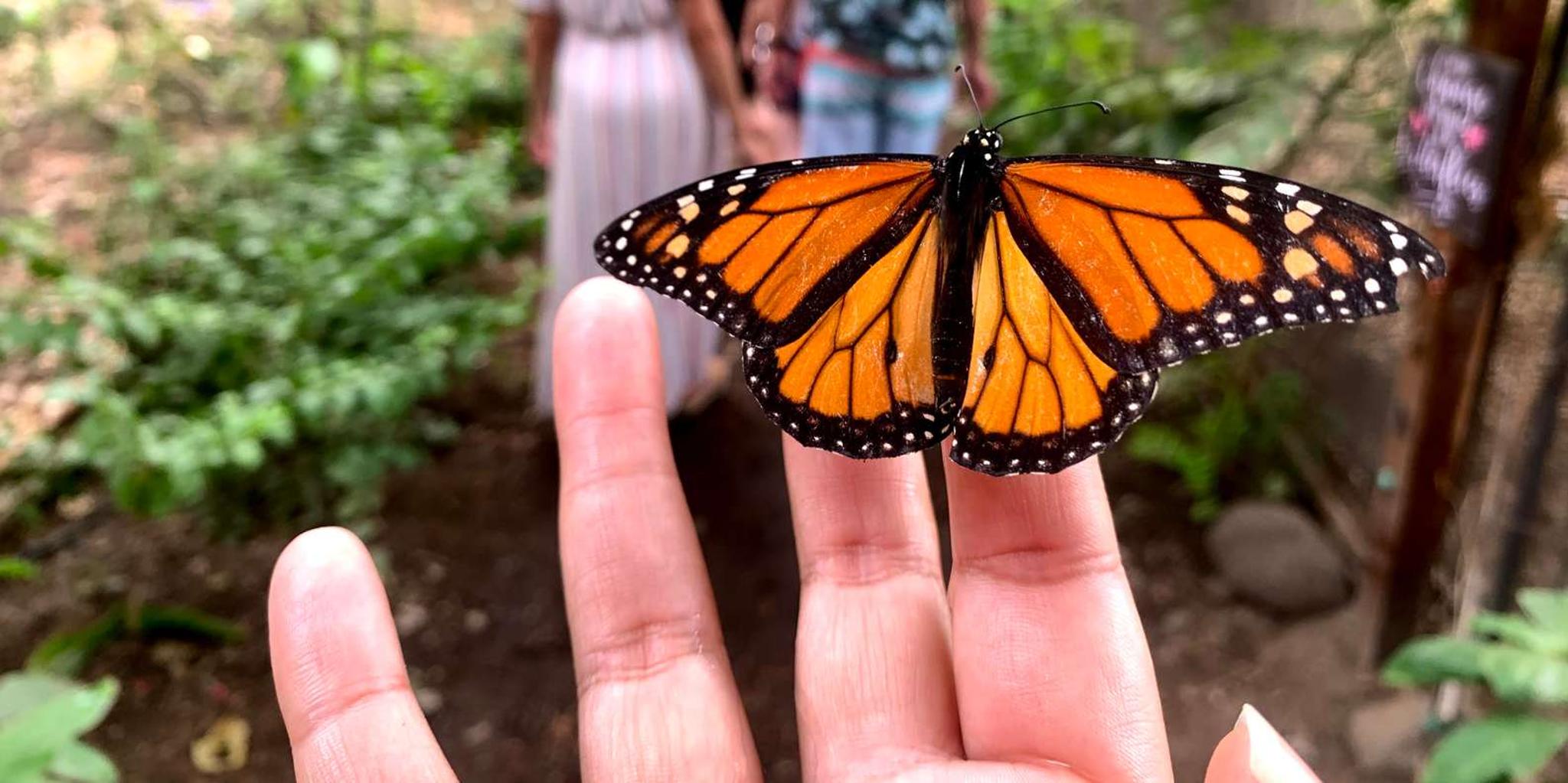 Maui Butterfly Farm Tour