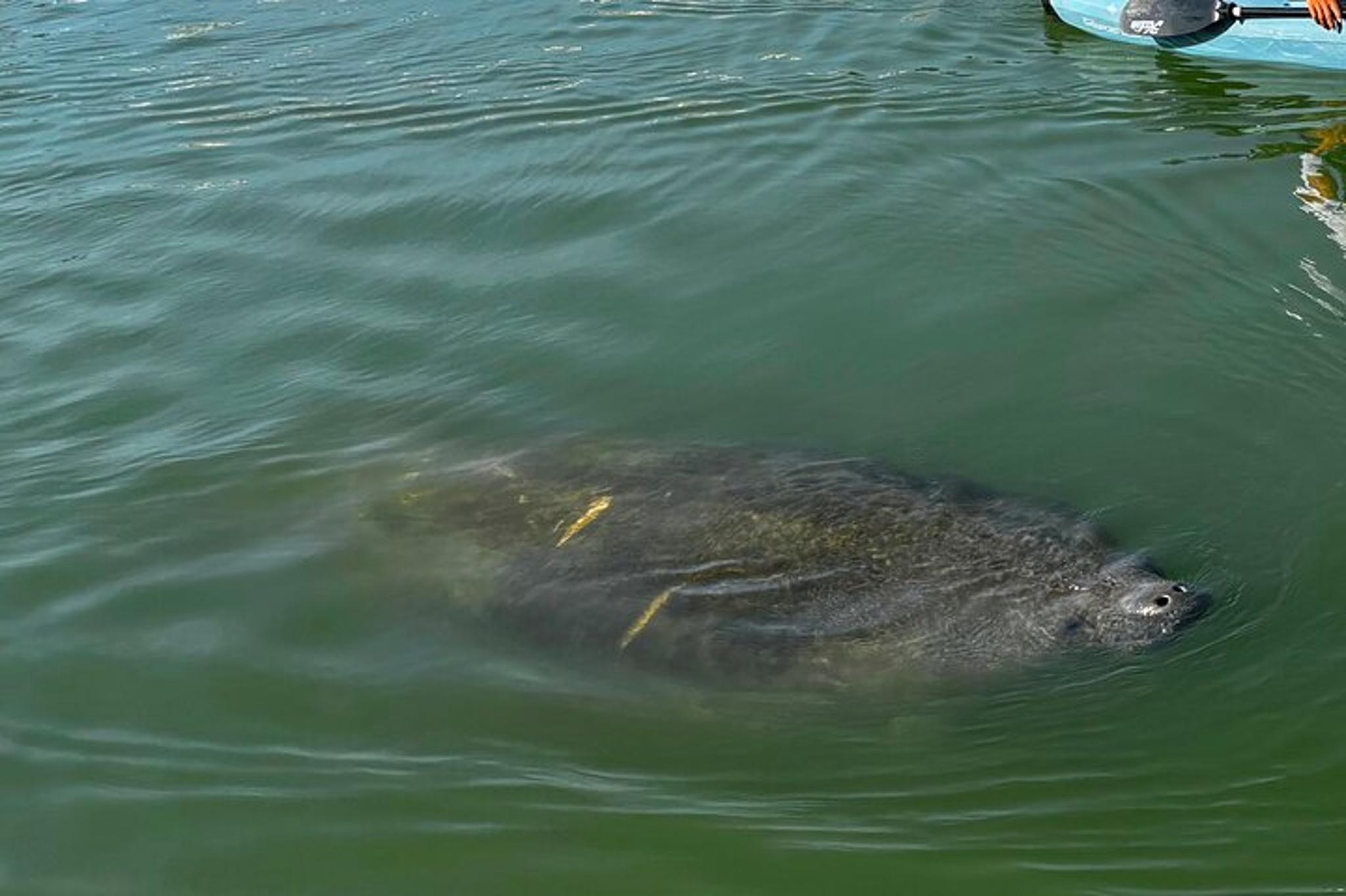 Bonita Springs Eco Kayak Tour - Image 4