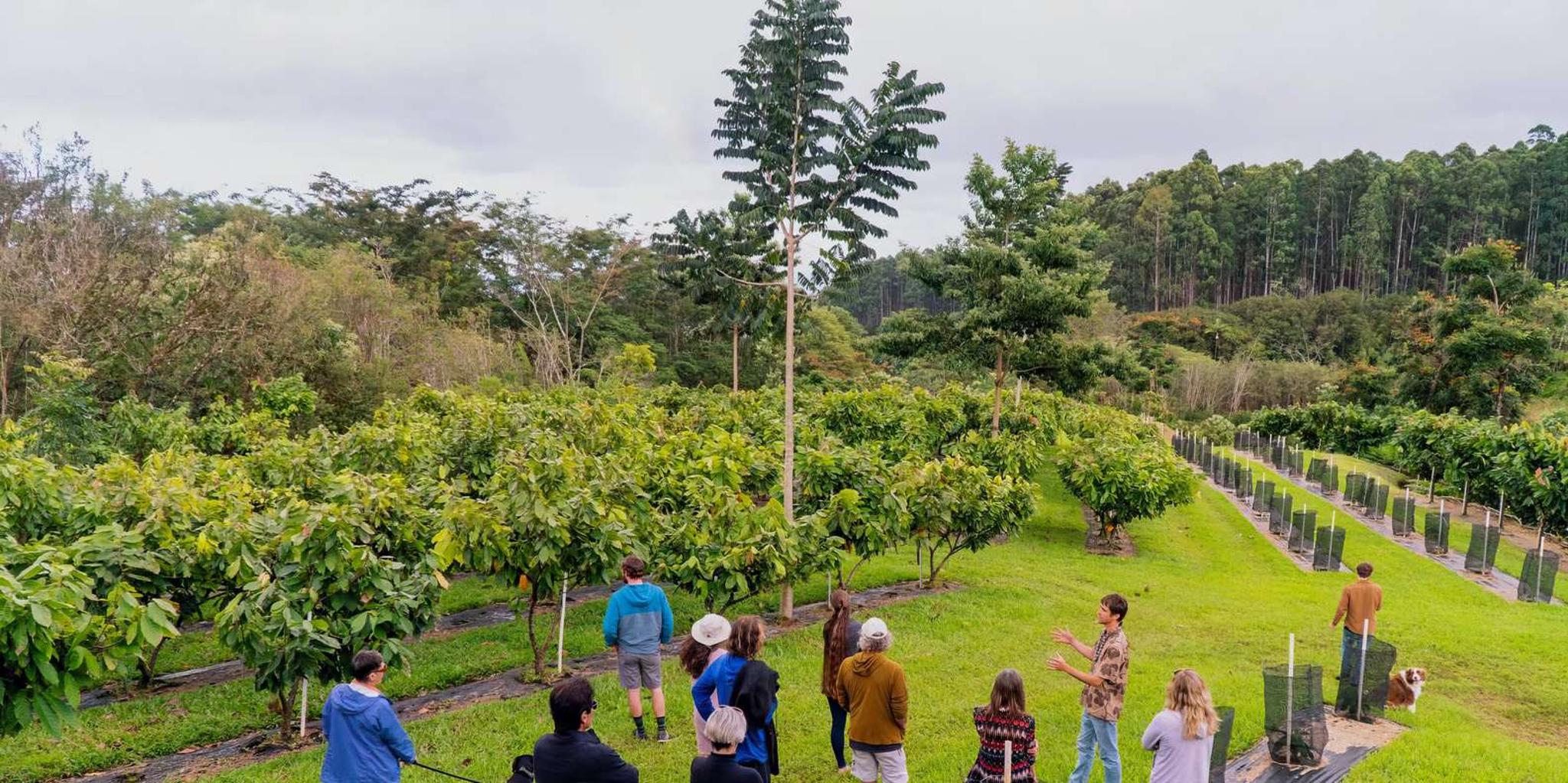 Hilo Craft Chocolate Tasting and Farm Tour - Image 4