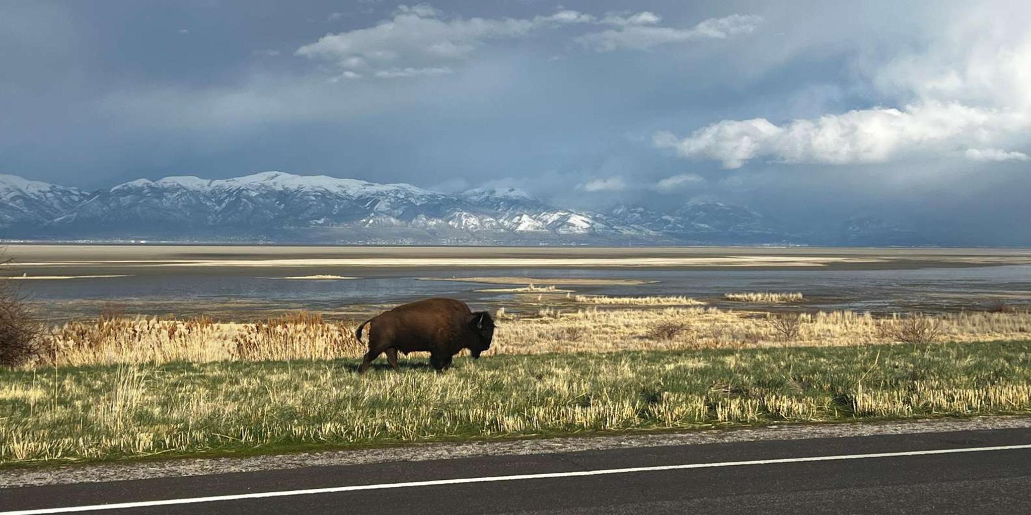 Salt Lake City Private Tour of Bonneville Salt Flats and Antelope Island - Image 4