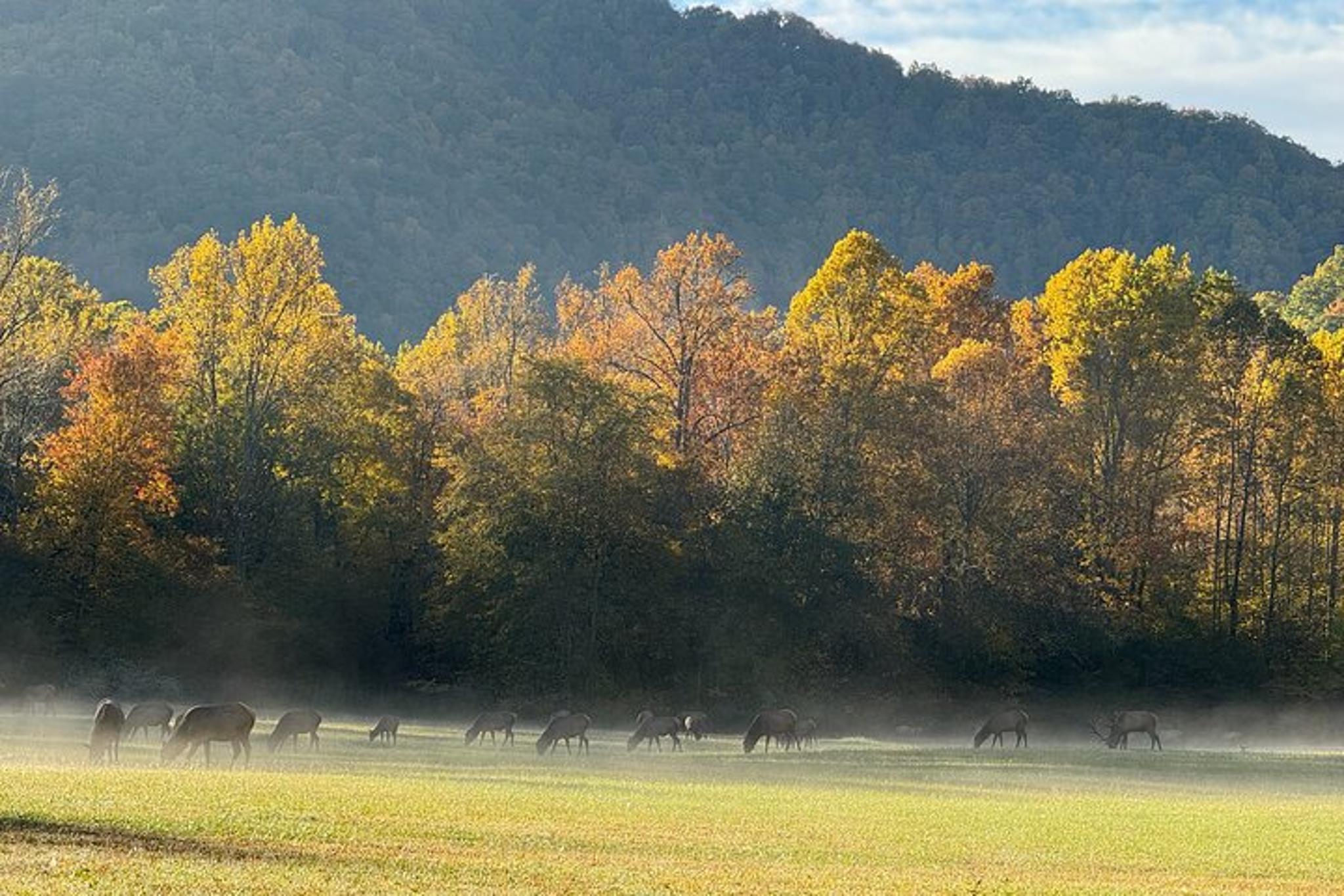 Asheville Kuwohi Mountain Tour 7 hr - Image 2