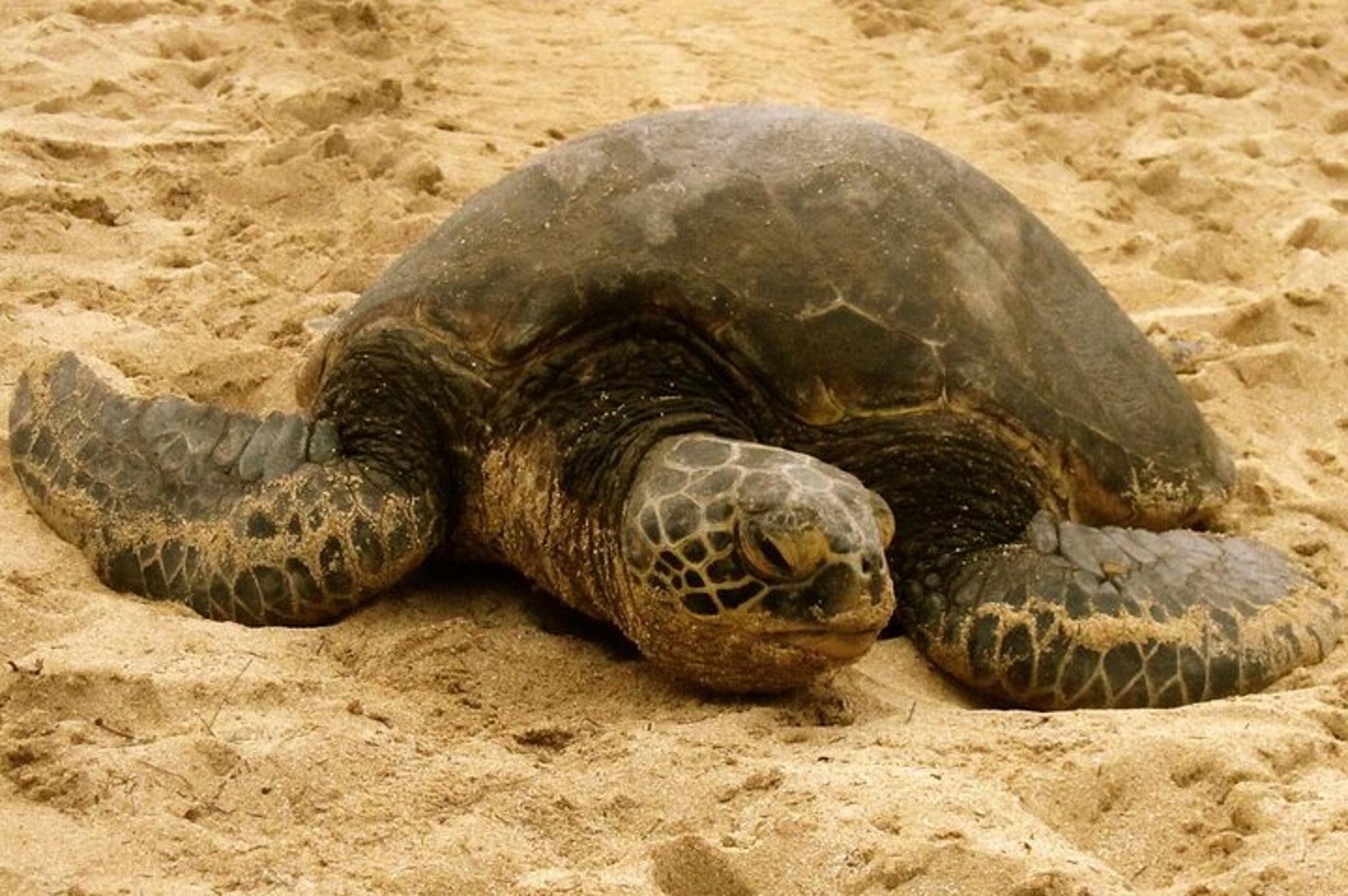 Oahu Circle Island Tour - Image 2