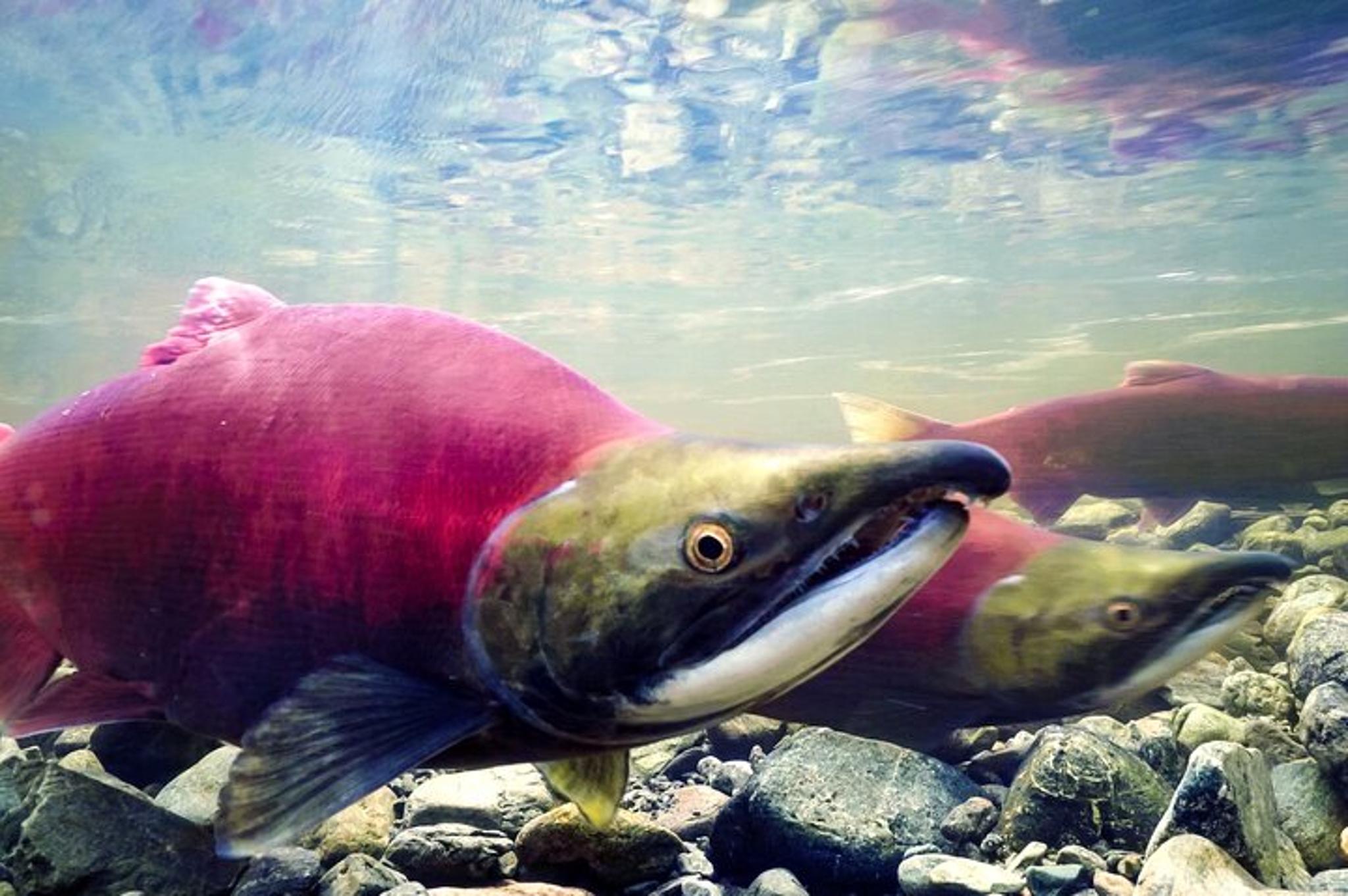 Sitka Wildlife Film Experience with Q&A 45 min - Image 3