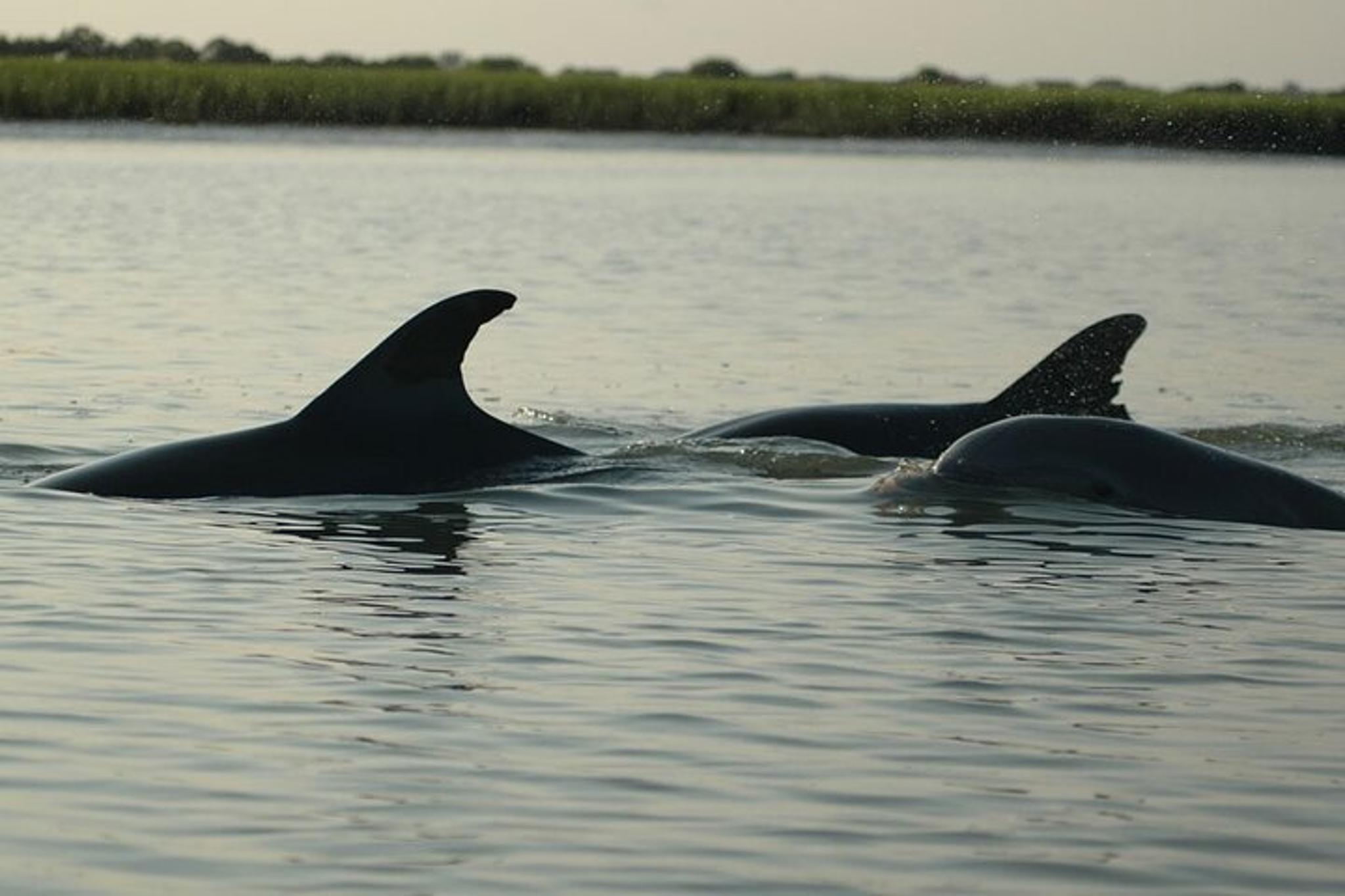 Charleston Kayak Tour with Dolphins in Shem Creek - Image 3