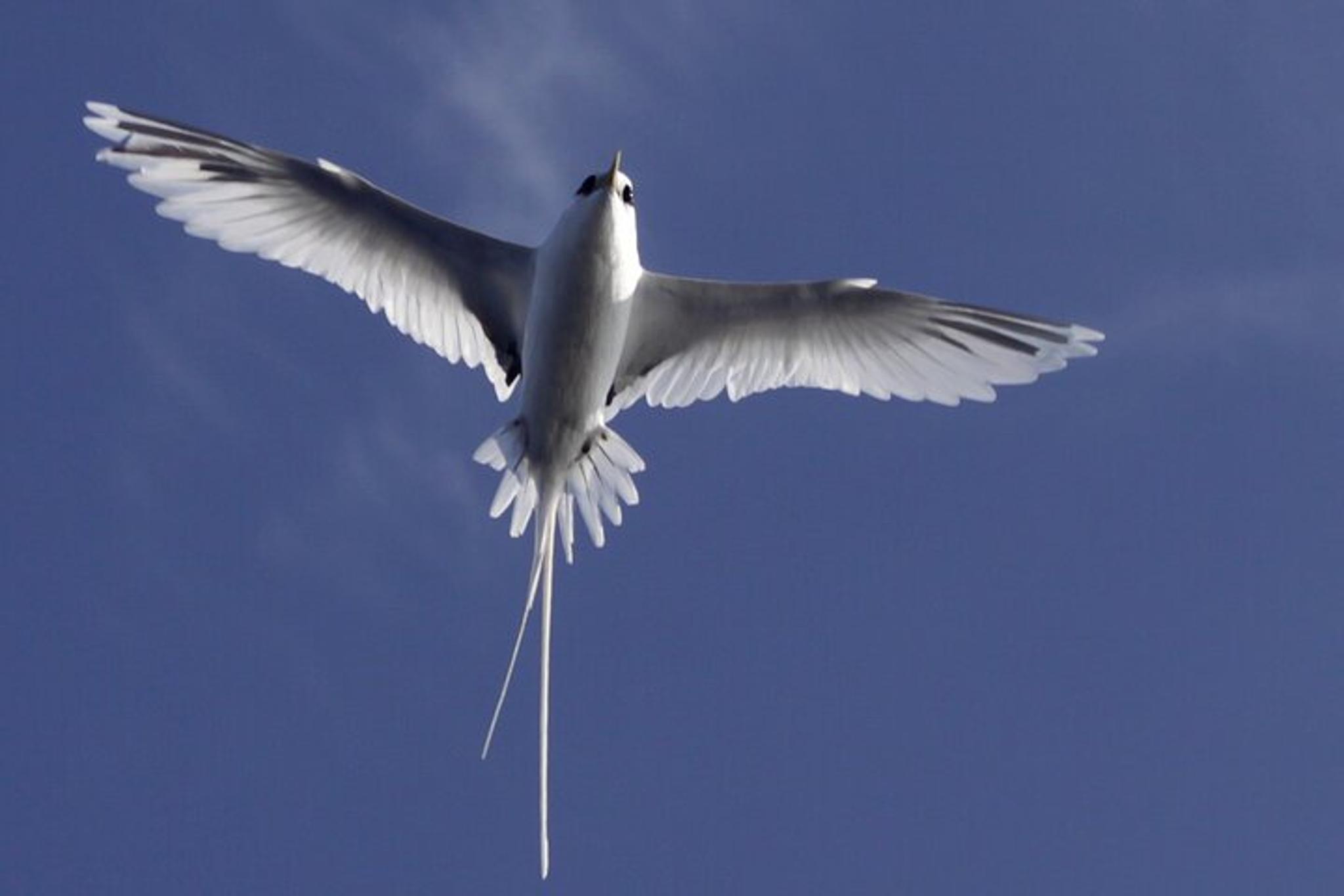 Waianae Snorkeling Expedition 3 hr - Image 5