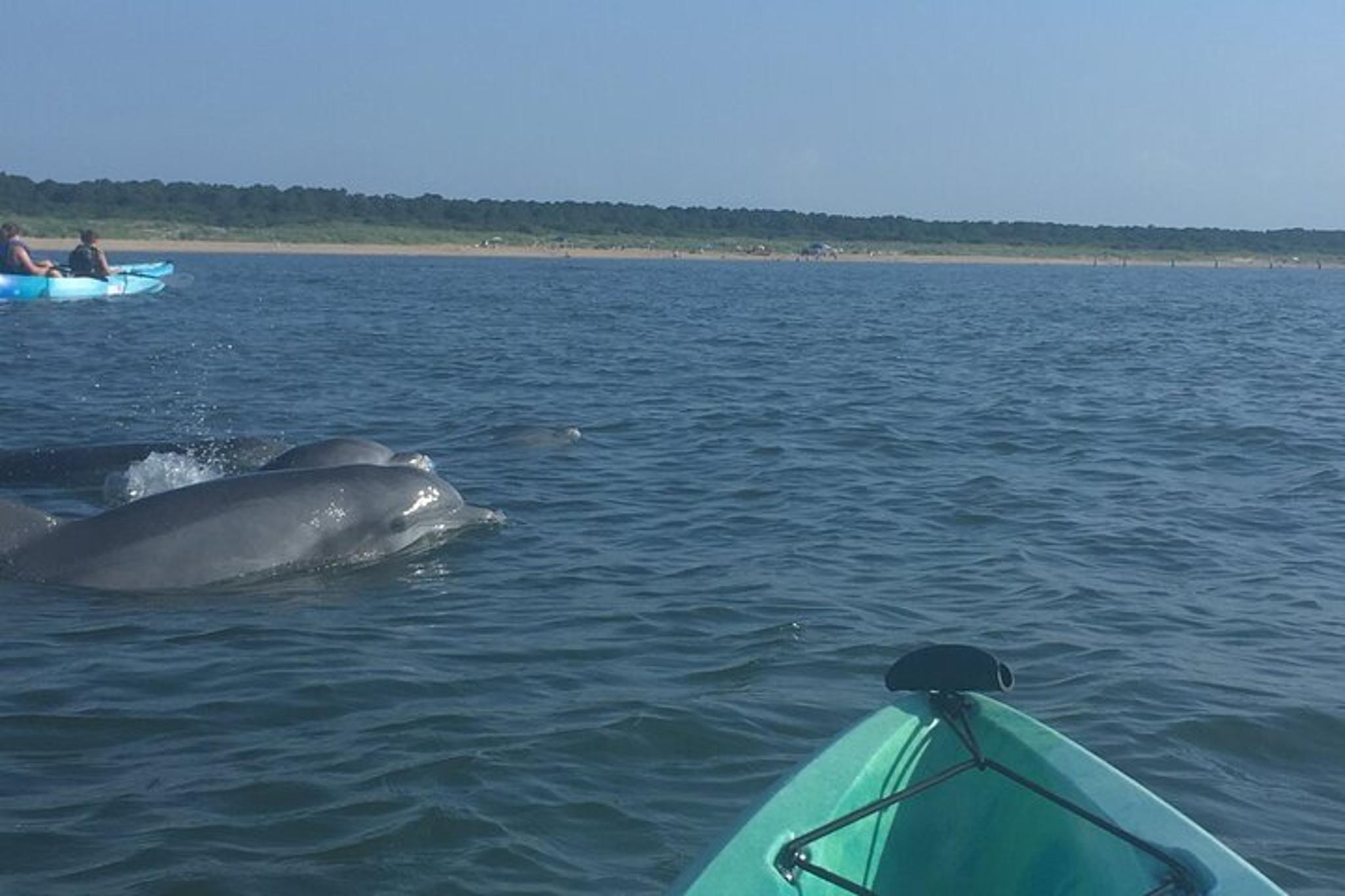 Virginia Beach Dolphin Kayak Eco-Tour 2 hr - Image 6