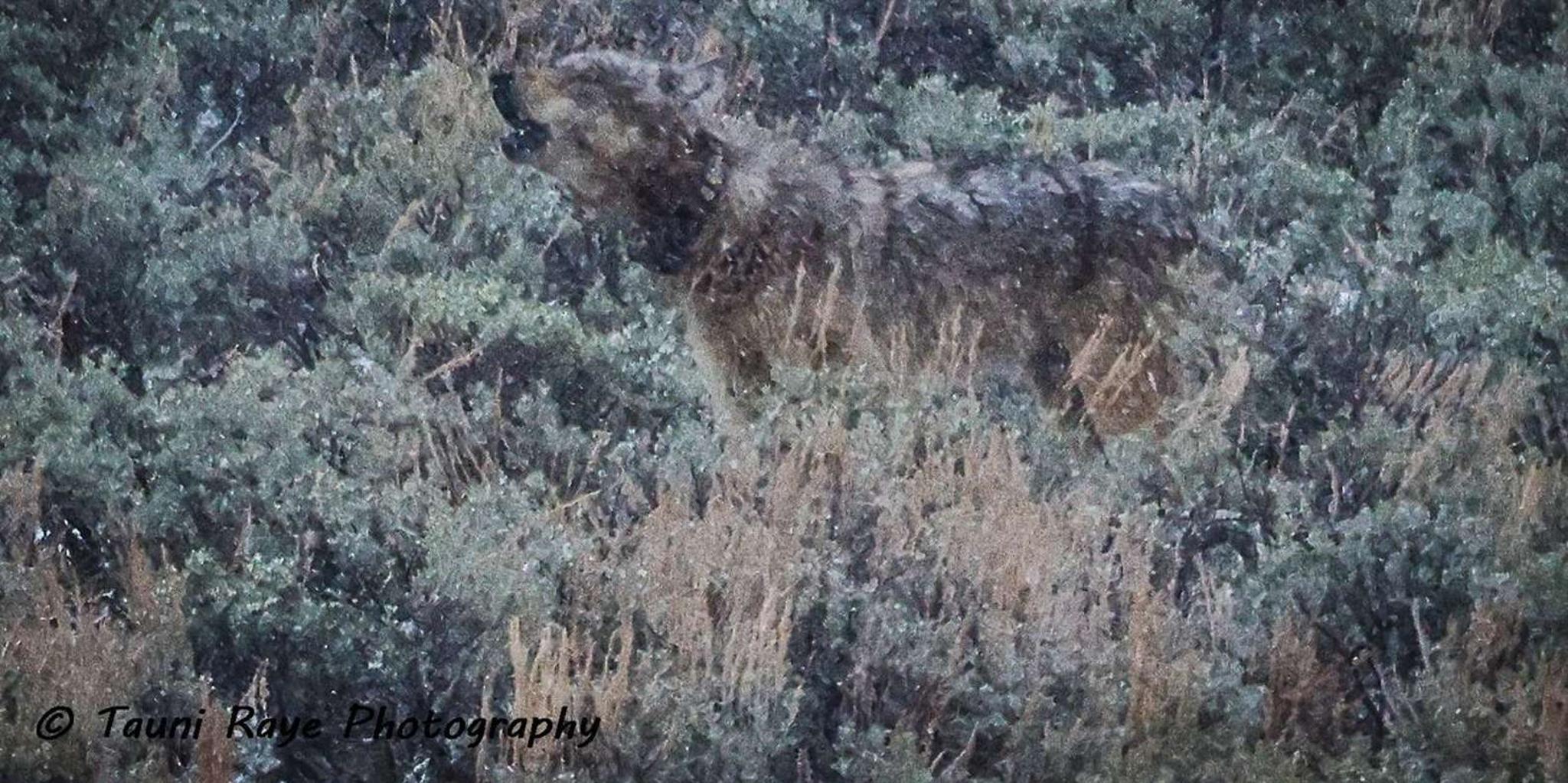 Yellowstone Private Guided Car Tour with Lunch