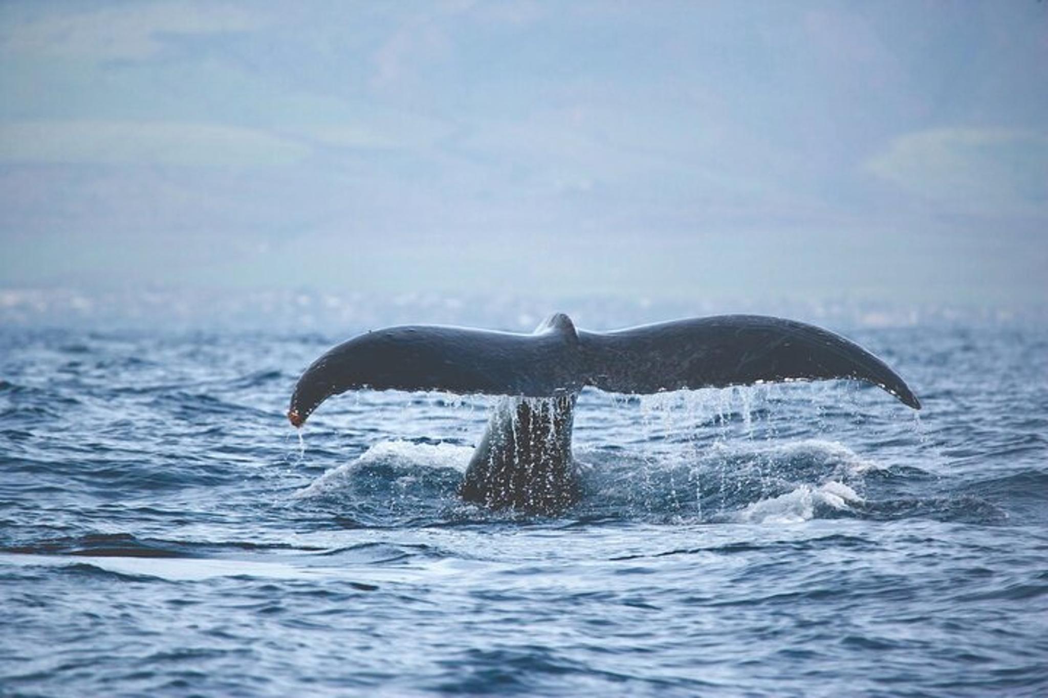 Ma'alaea Humpback Whale Watching Cruise 2 hr - Image 6