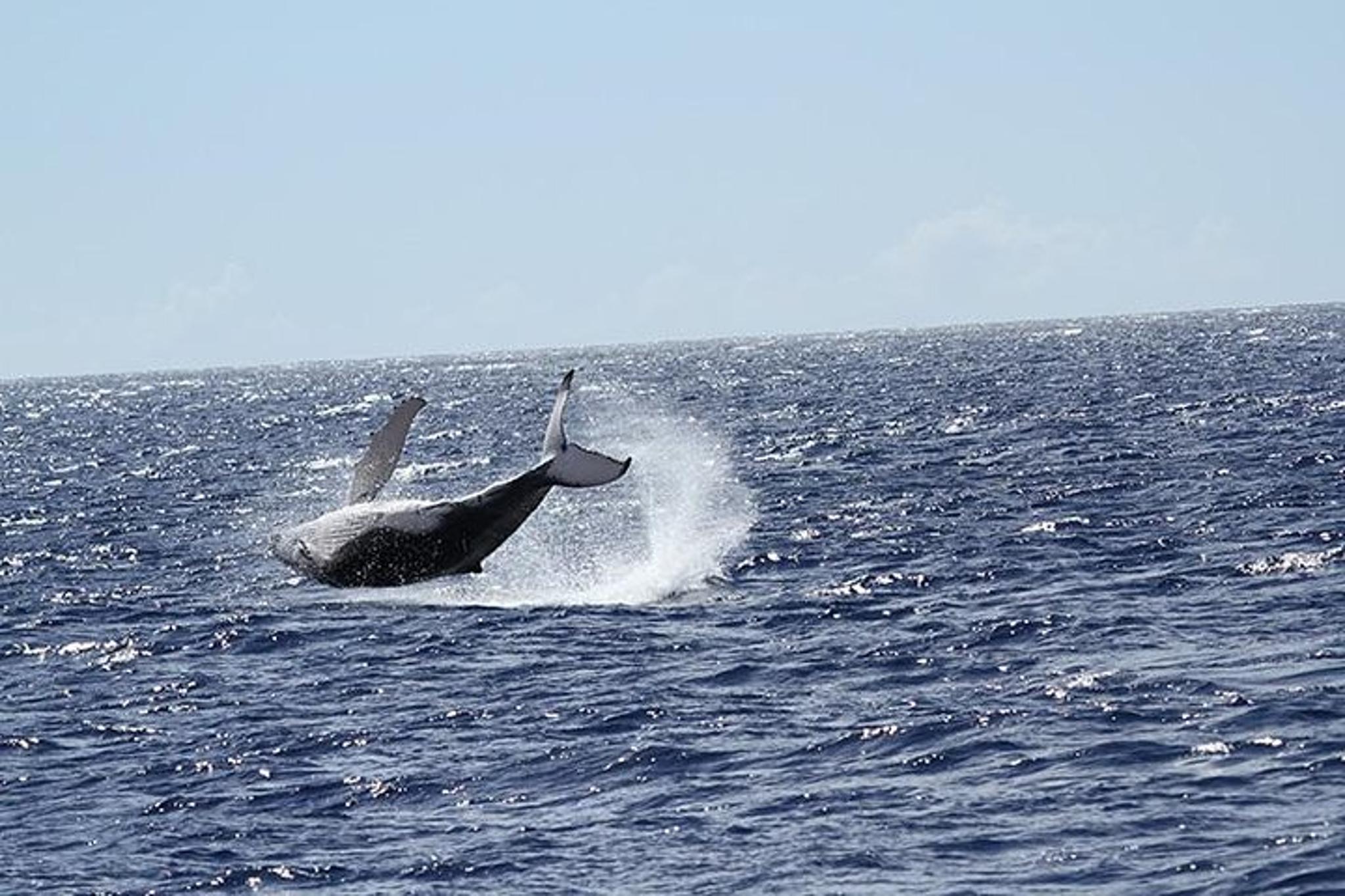 Honolulu Whale Watching Cruise - Image 3
