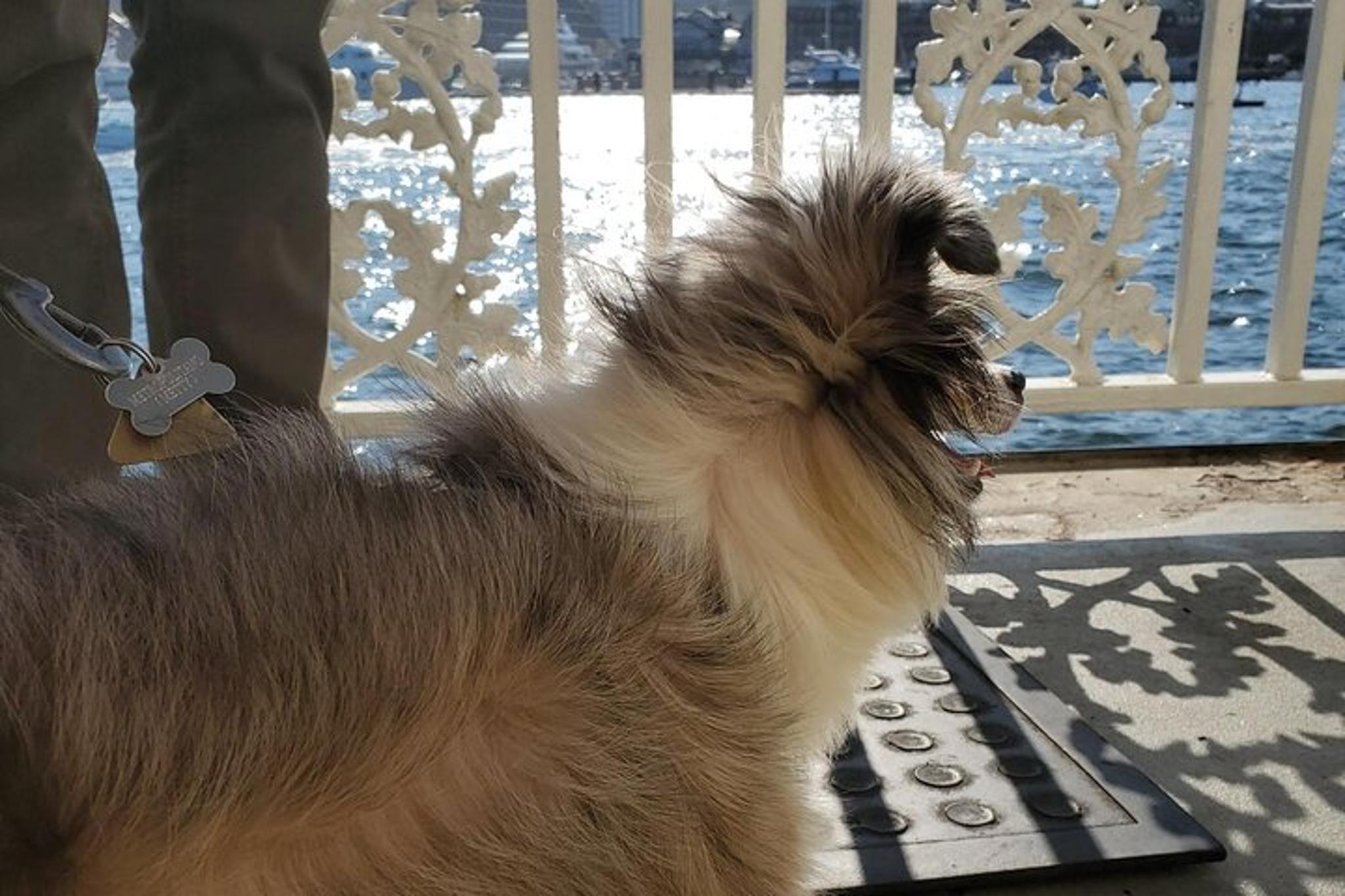 Boston Harbor Dog-Friendly Cruise 90 Min - Image 6