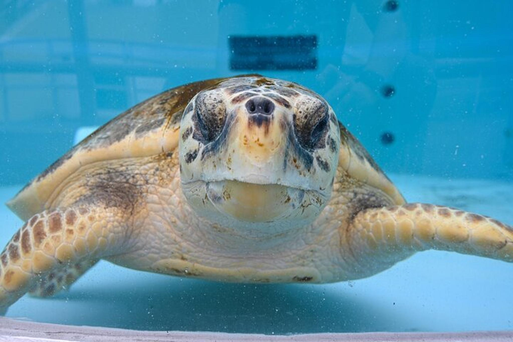 Juno Beach Sea Turtle Hatchling Release - Image 3