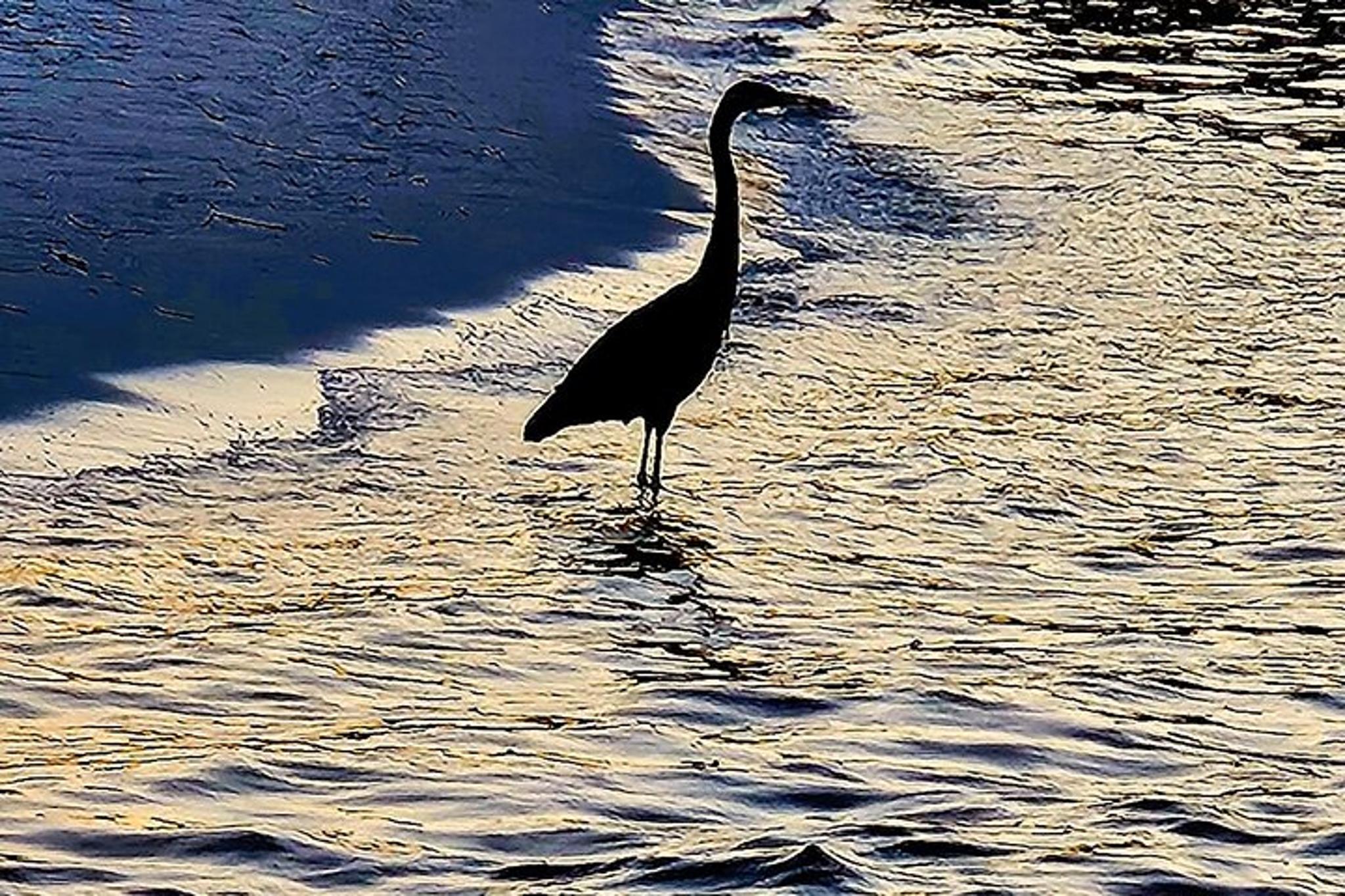 Destin Harbor and Bay Cruise at Sunset - Image 6