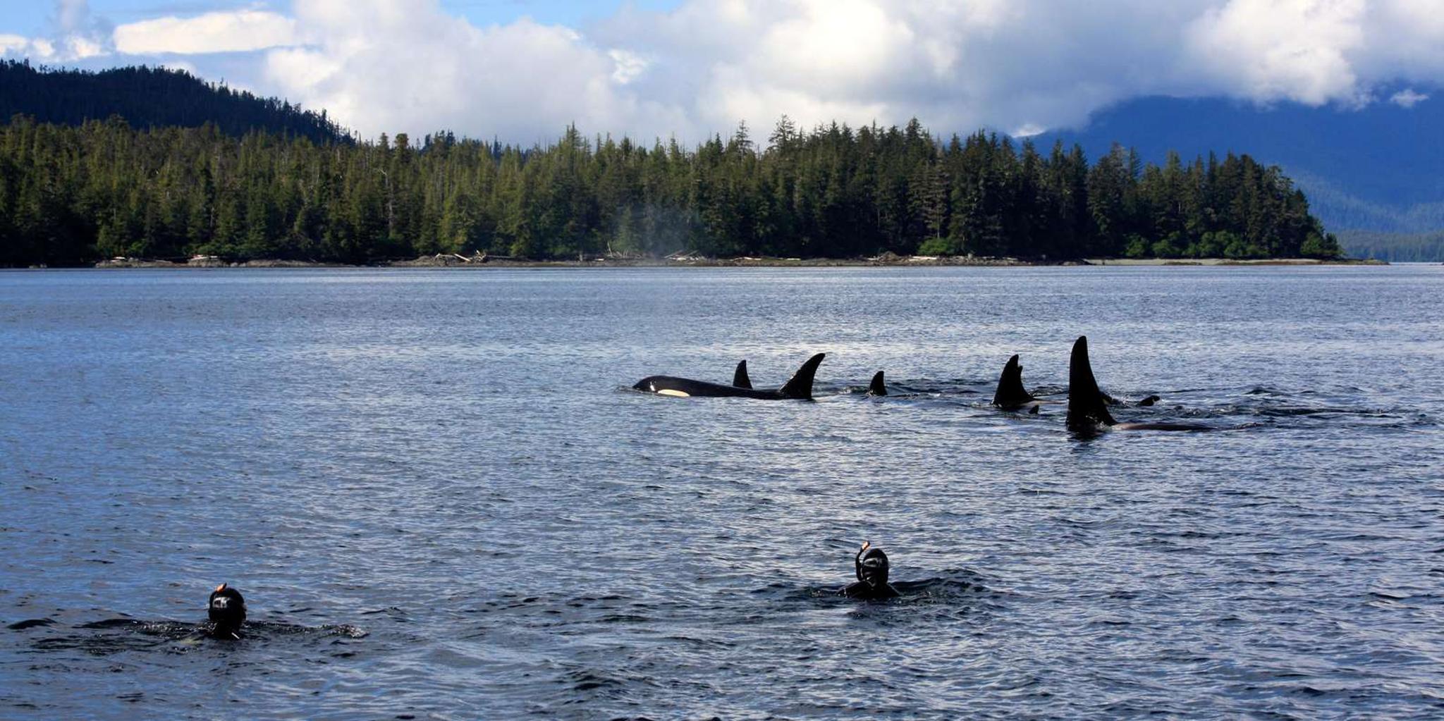 Ketchikan Snorkeling Adventure at Mountain Point