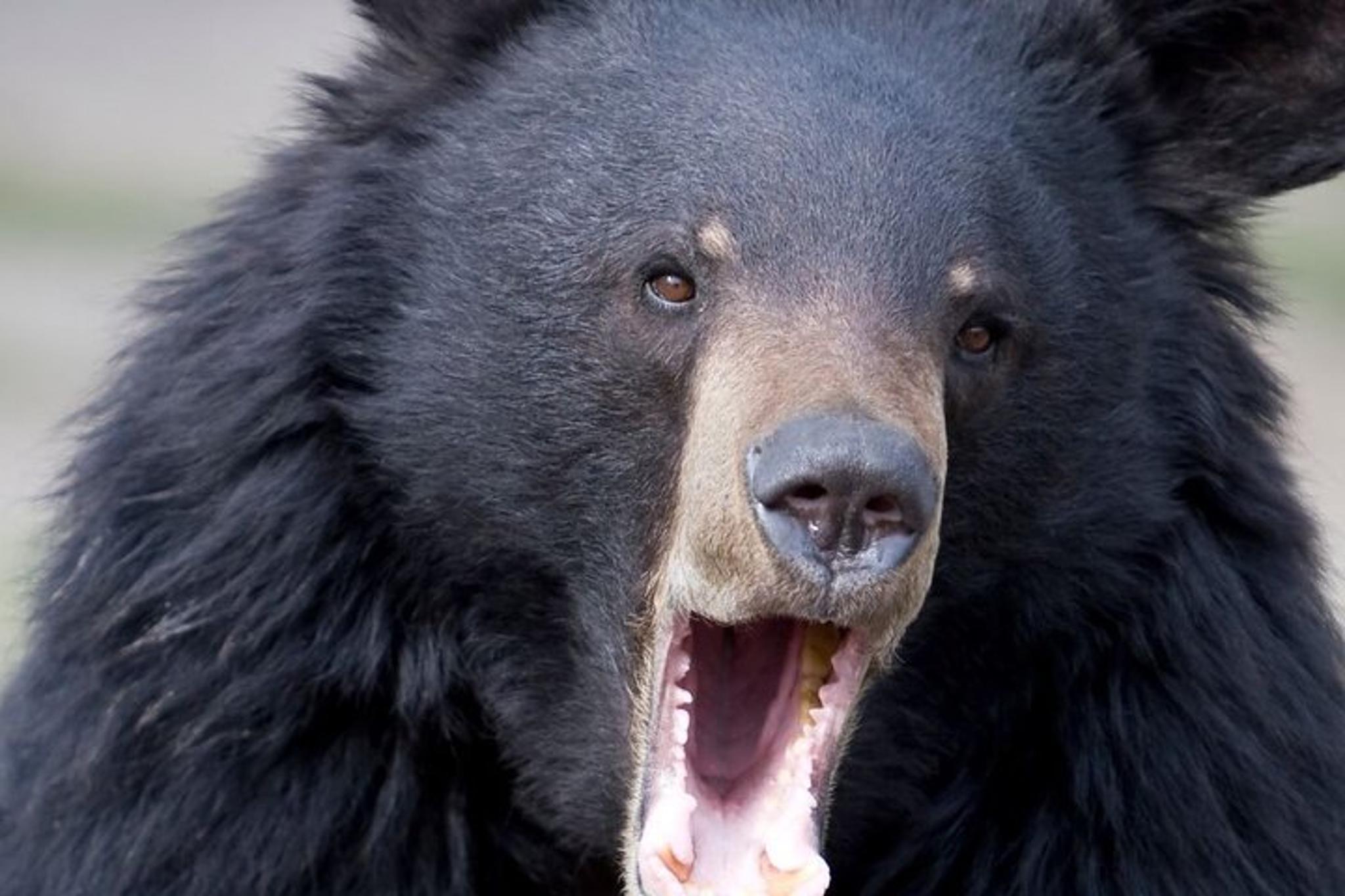 Ketchikan Bears, Totem Poles and Local Beer Tour