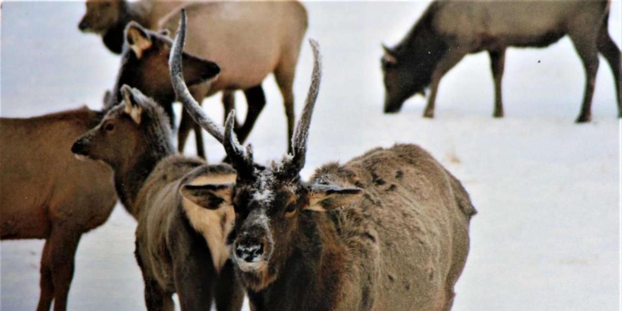Jackson Hole National Elk Refuge Sleigh Ride - Image 6