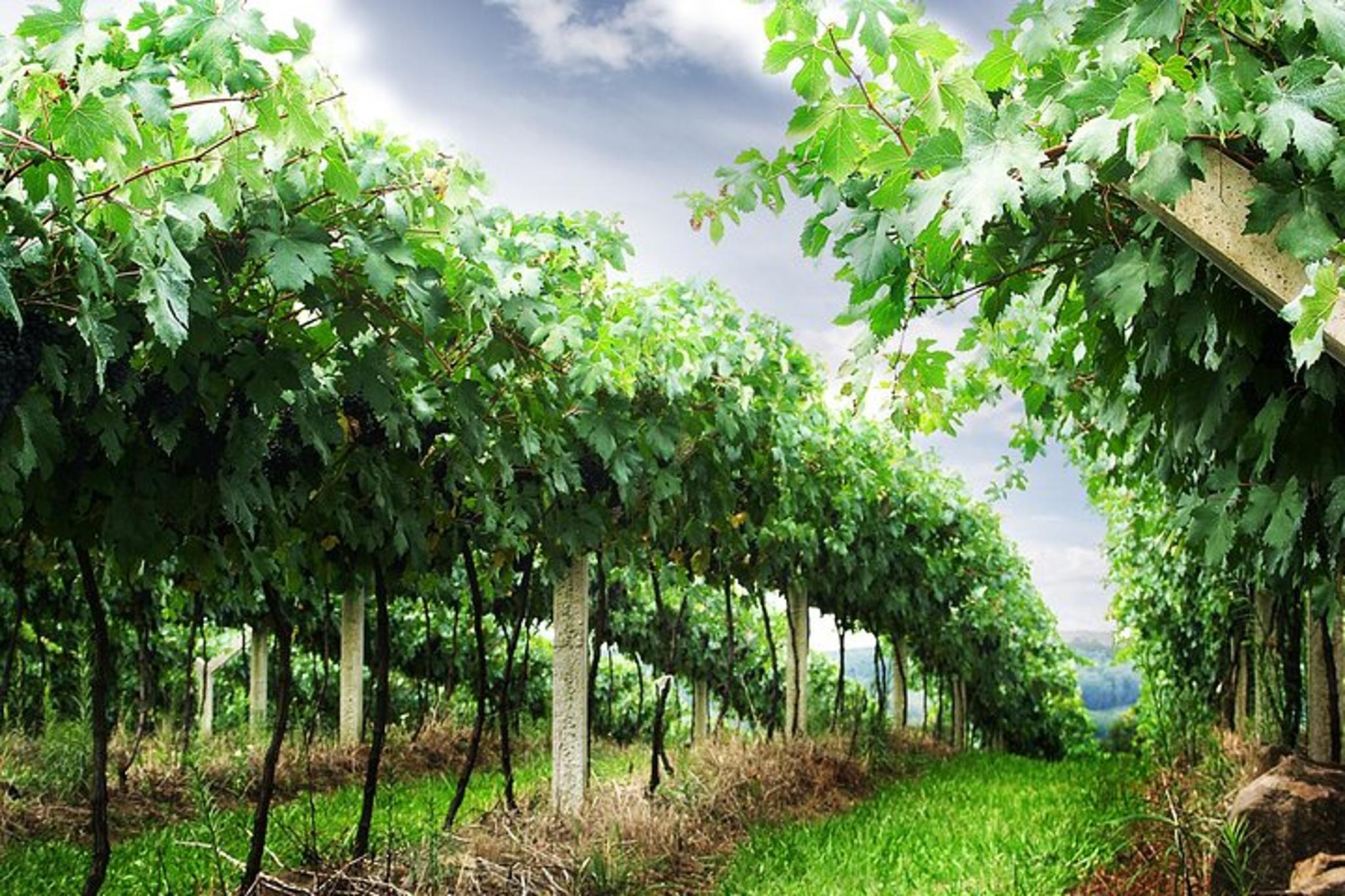 San Francisco Wine Country Private Tour - Image 3