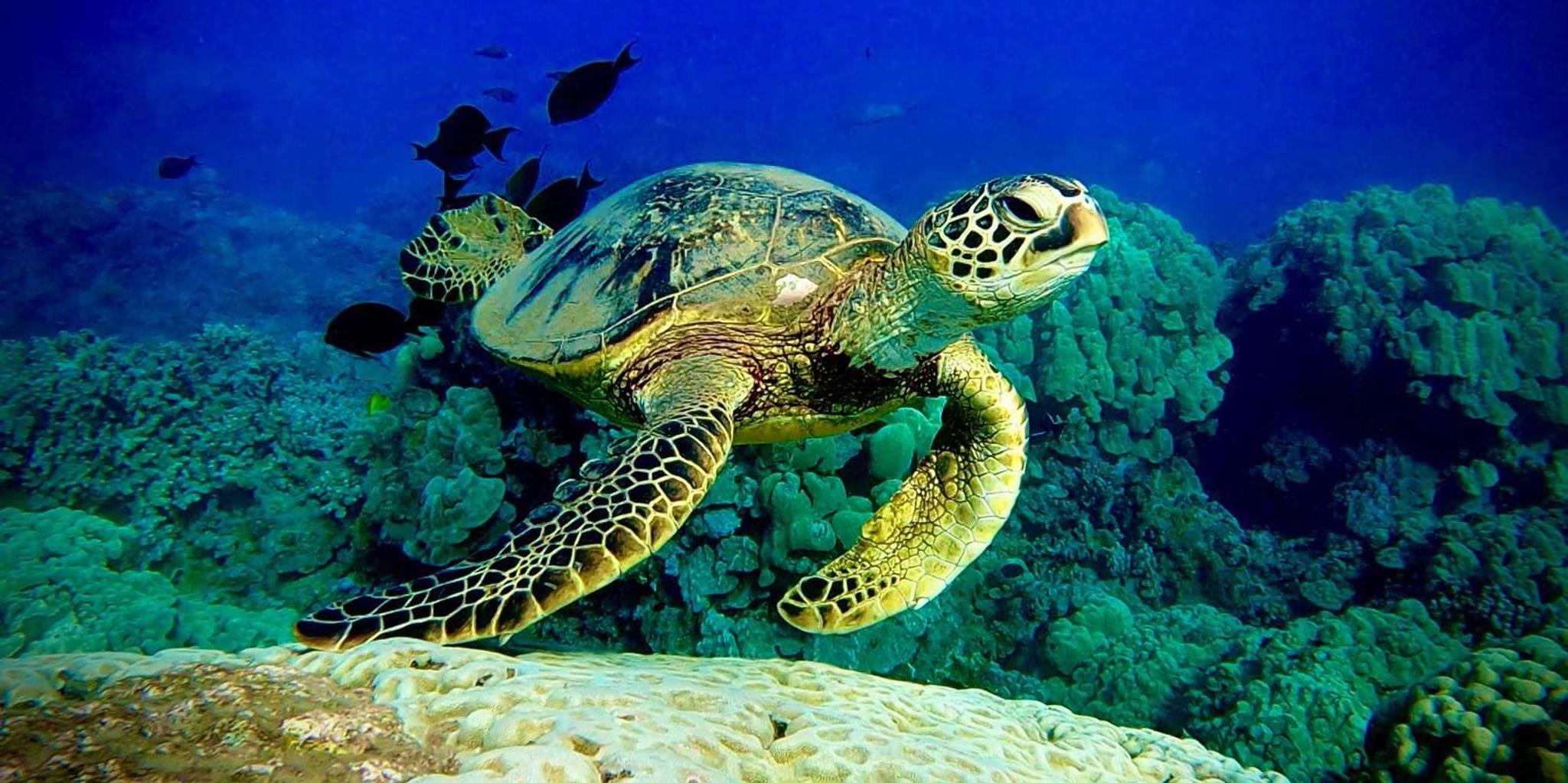 Maui Turtle Town Snorkeling Tour with Marine Biologist - Image 5